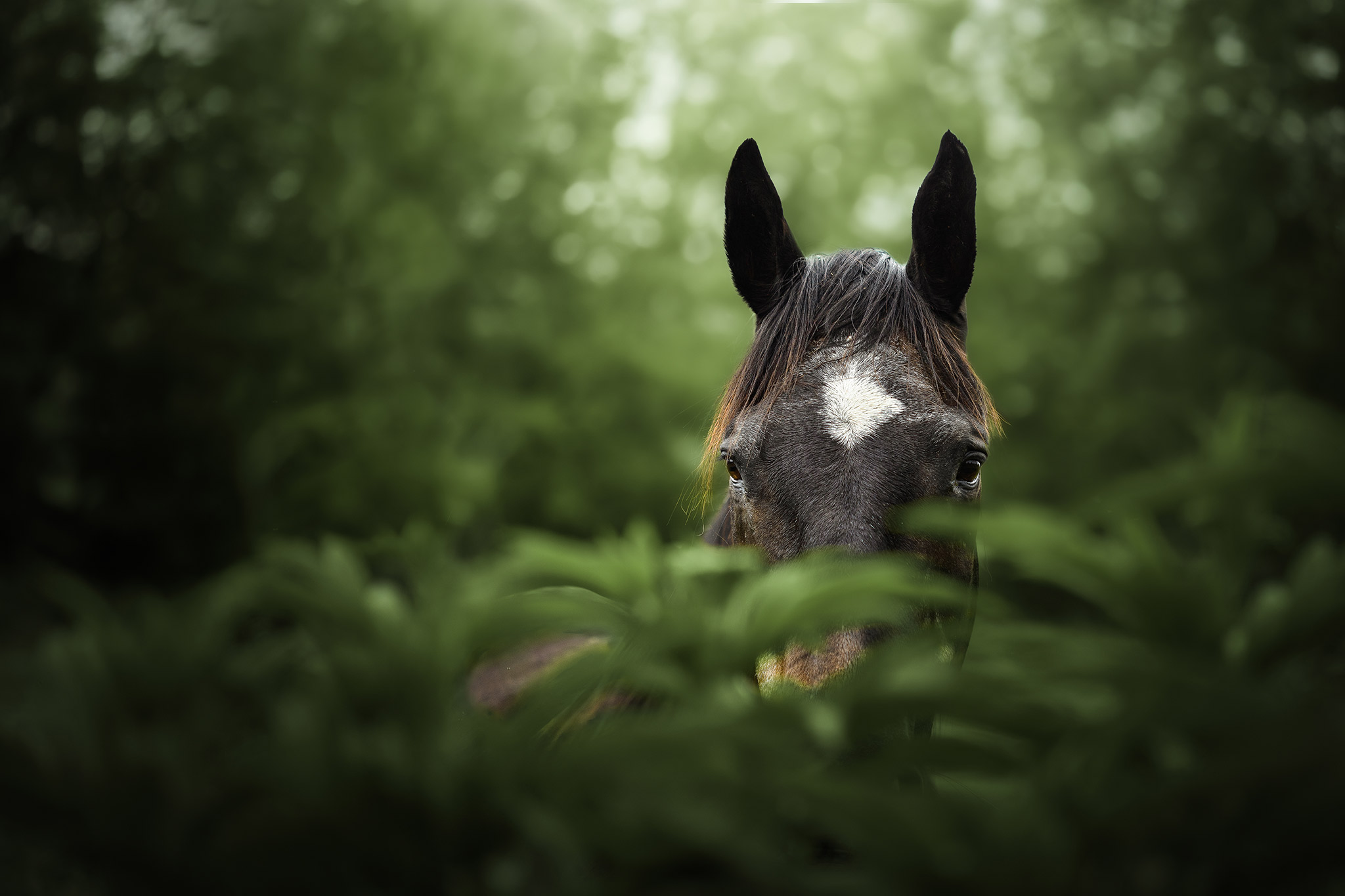 Portfolio de photographie animalière et automobile Only Art Photographie