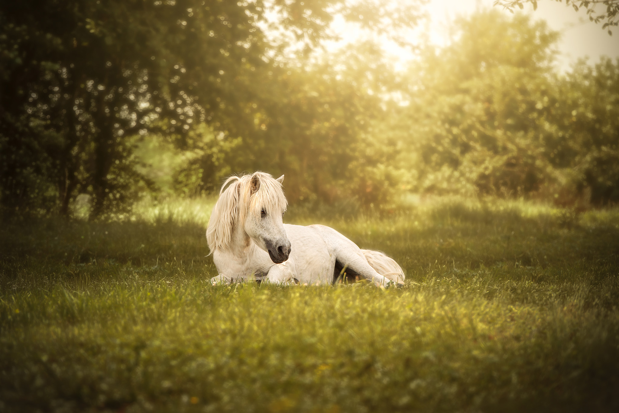 Tarifs des séances photo animalières Only Art Photographie