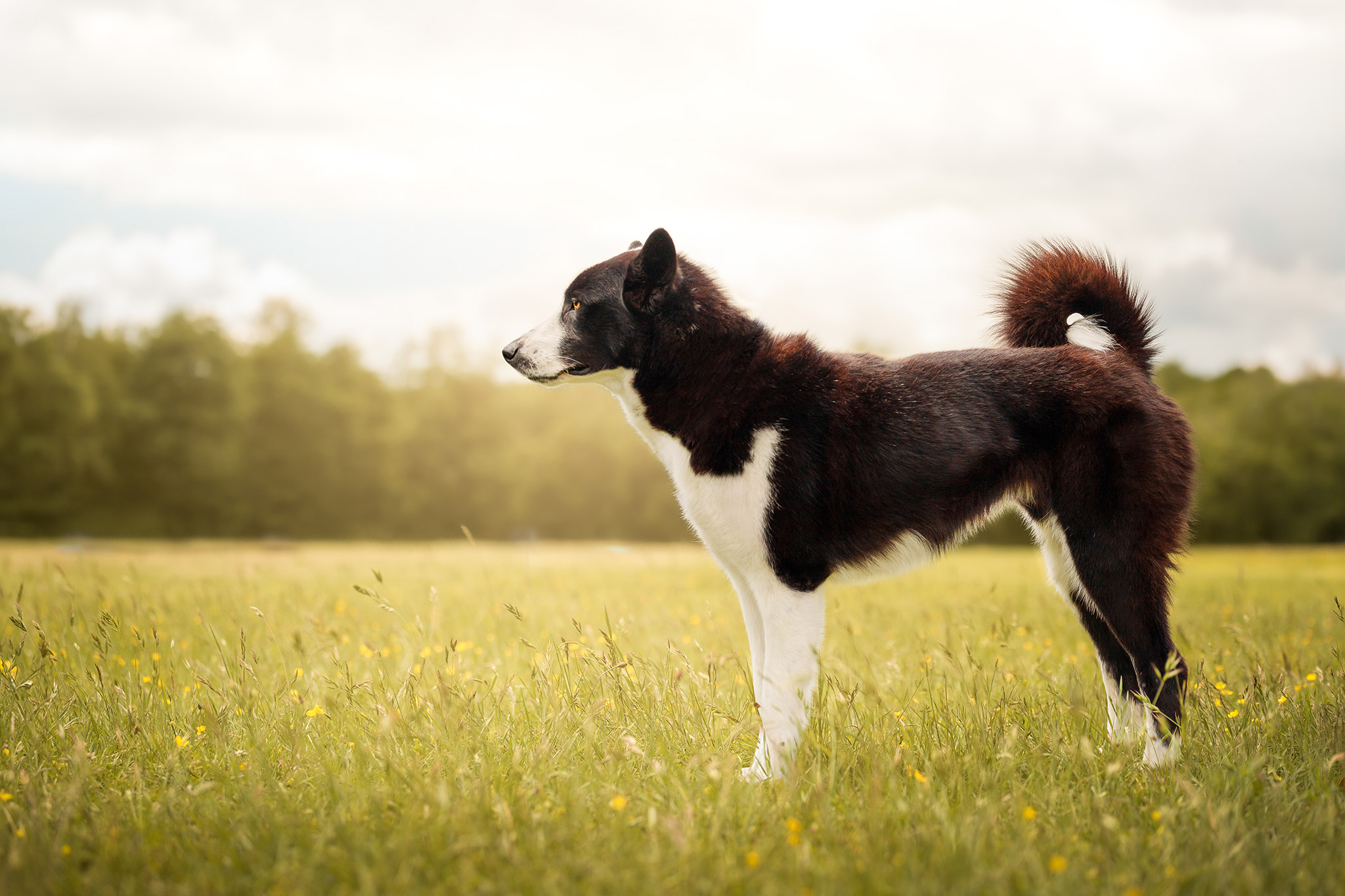 Portrait professionnel d'un chien d'élevage