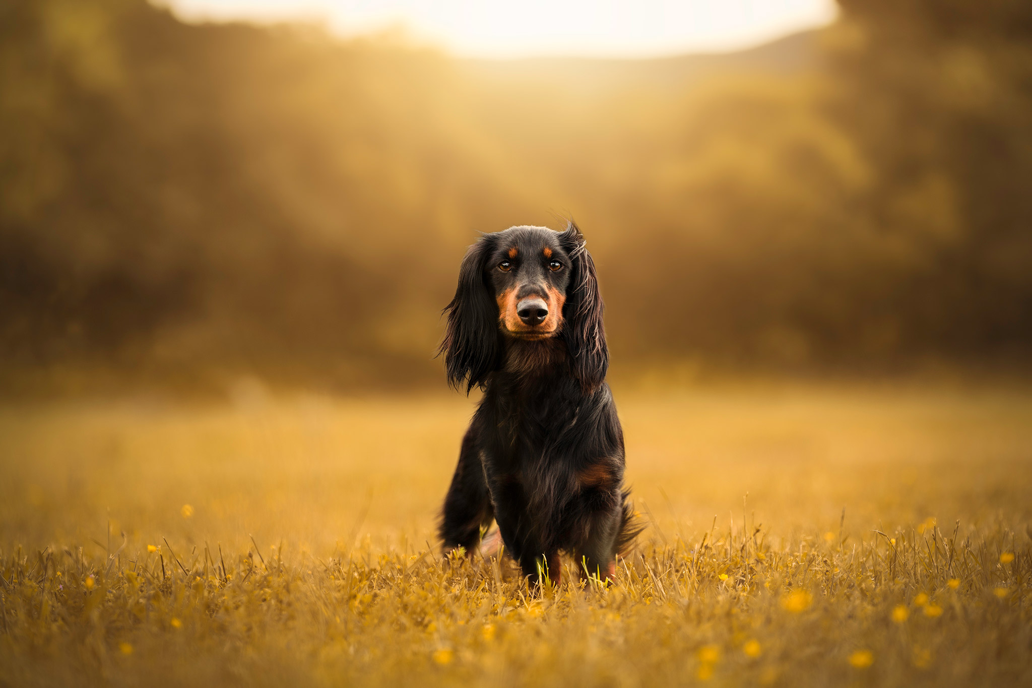 Chien photographié en lumière naturelle