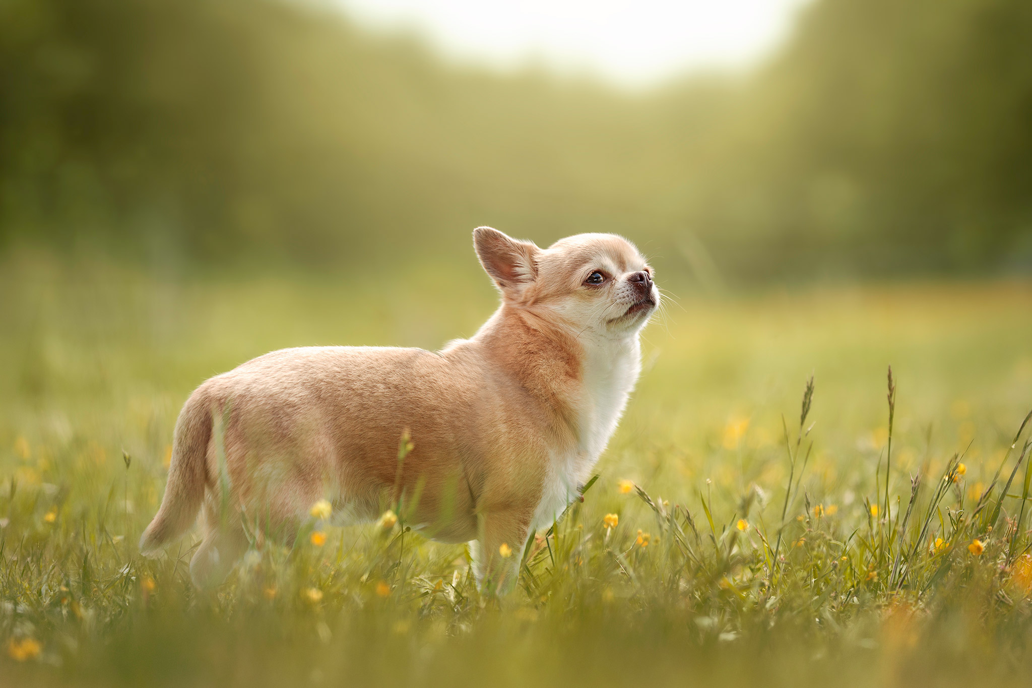 Portrait de chihuahua en extérieur