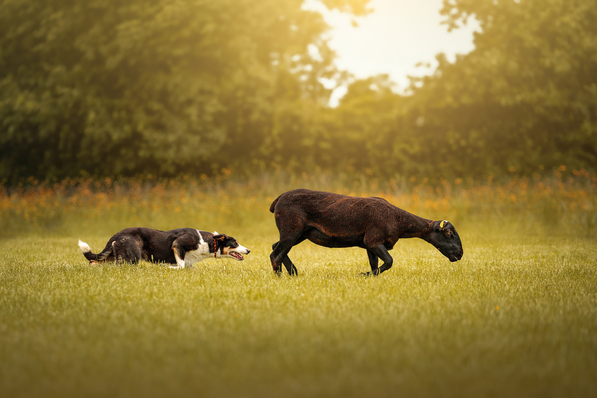Deux chiens d'élevage en interaction