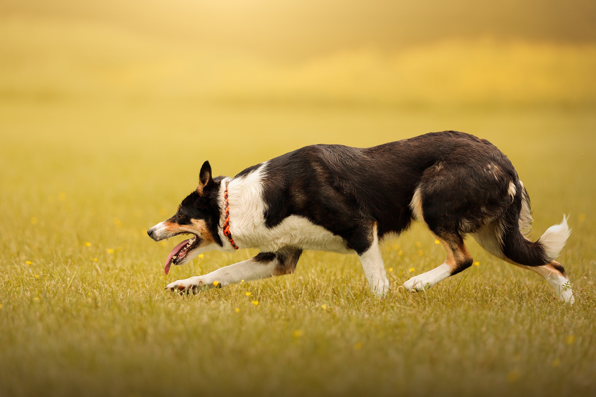 Chien en mouvement