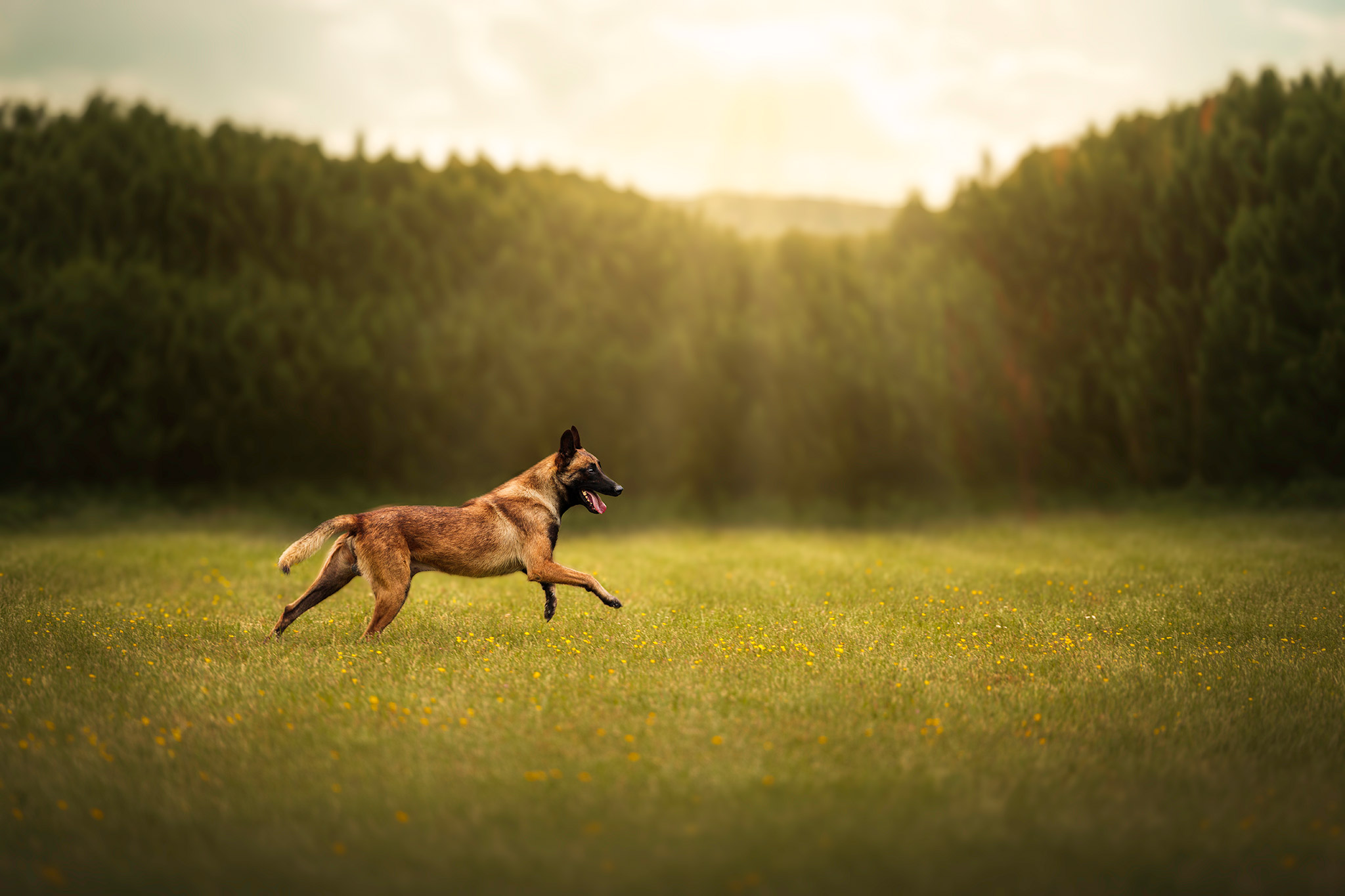 Chien courant en pleine nature
