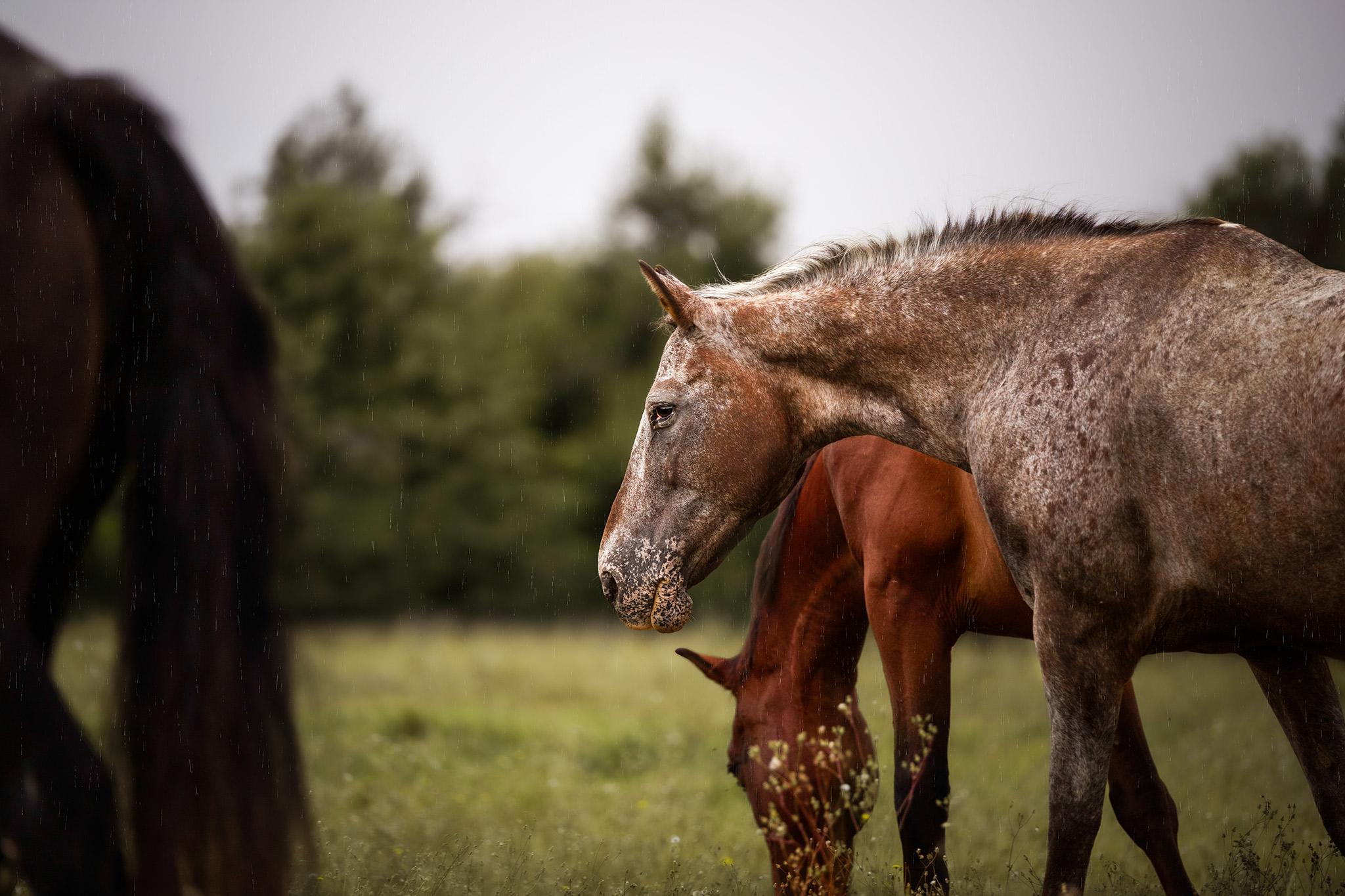 Chevaux au pré