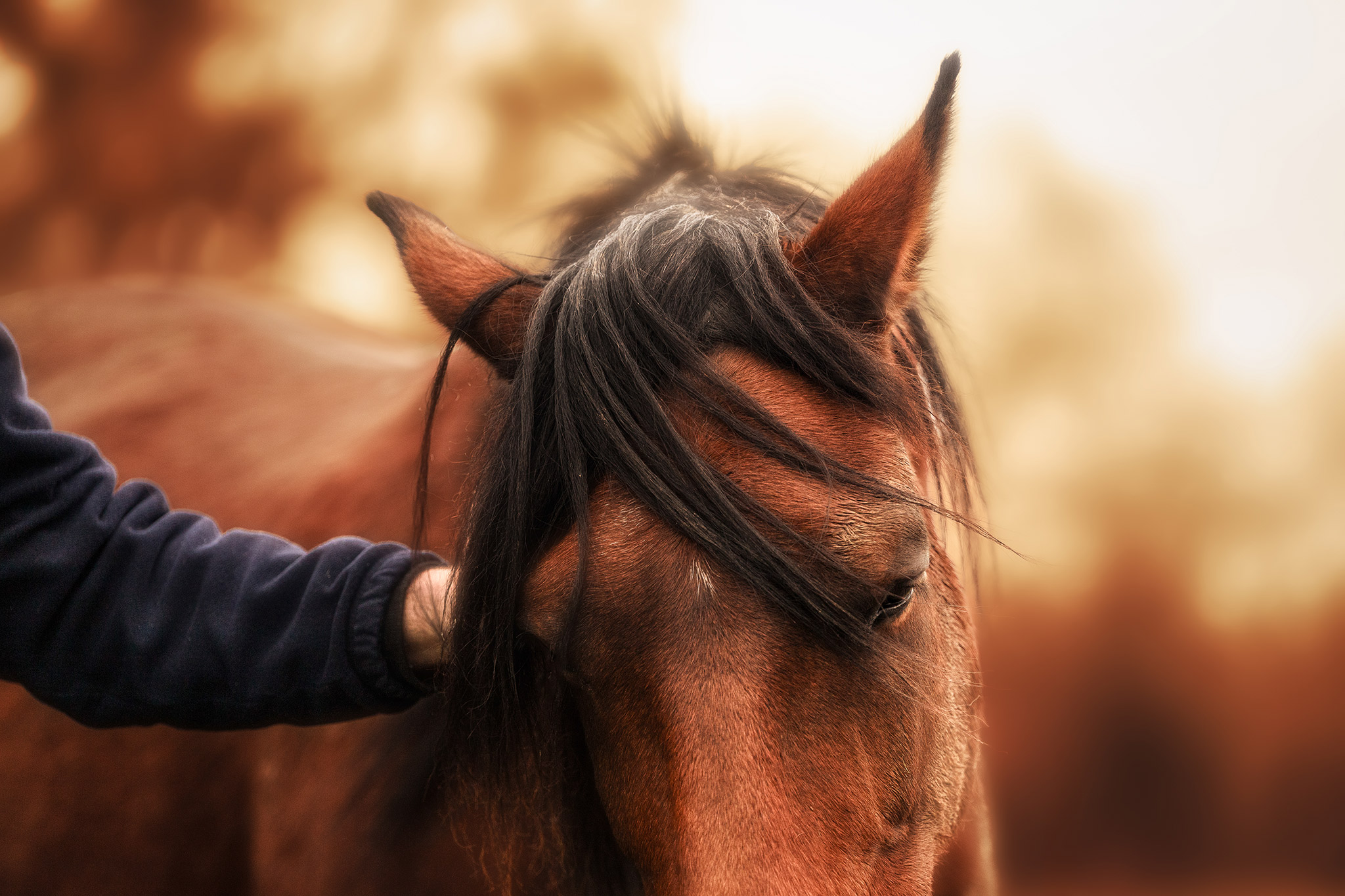 Portrait de cheval