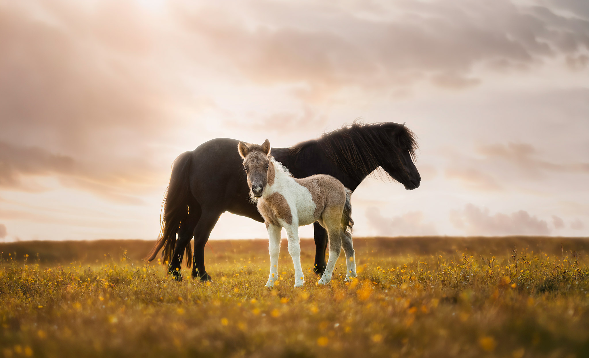 Duo de chevaux au coucher du soleil