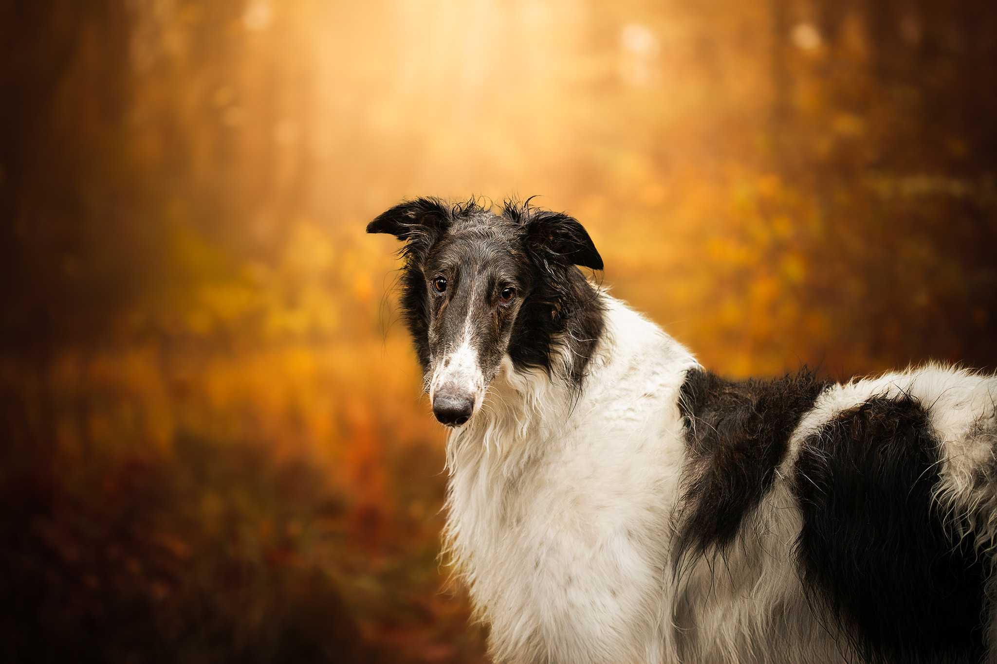 Portrait de chien en automne