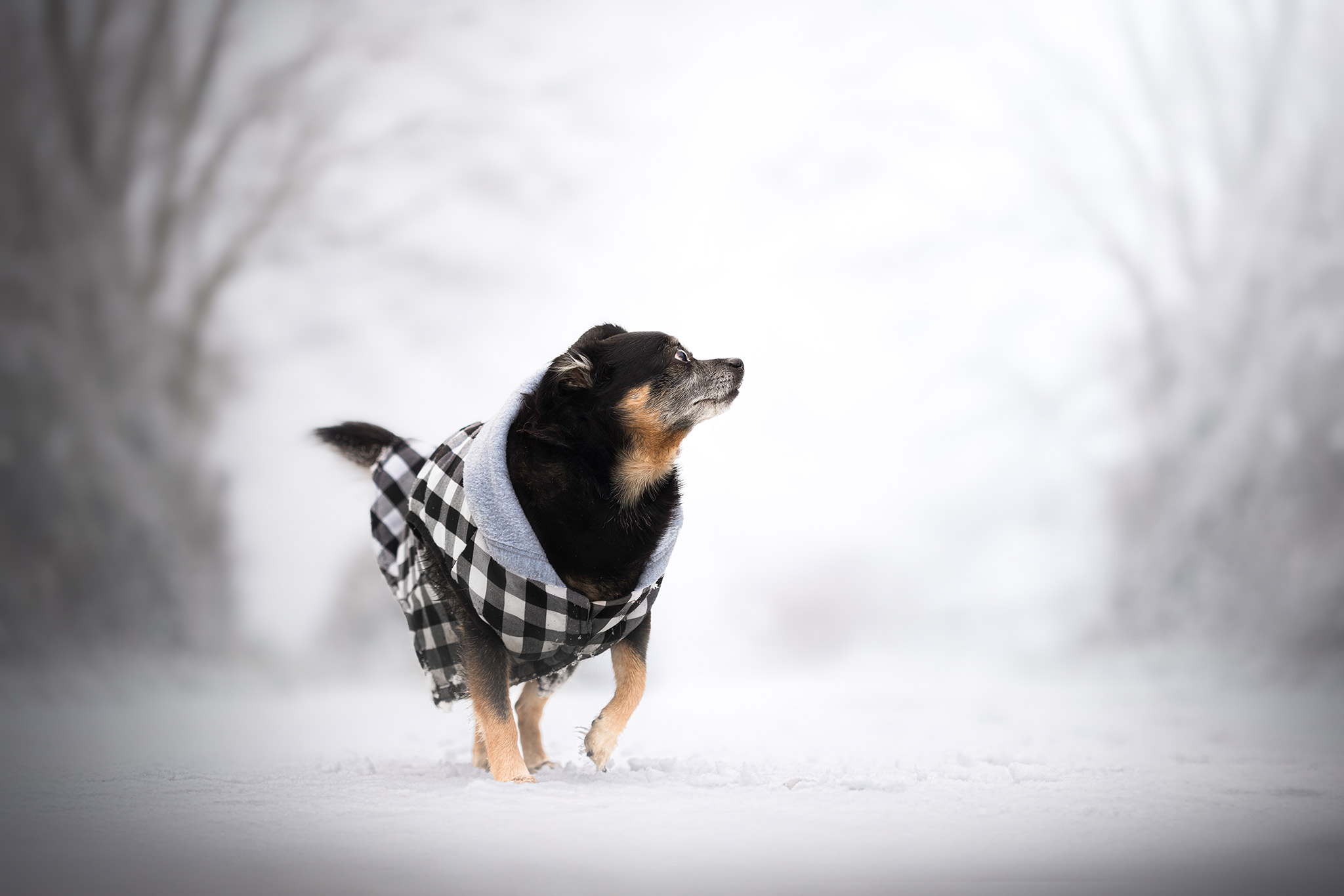 Chien dans un paysage hivernal