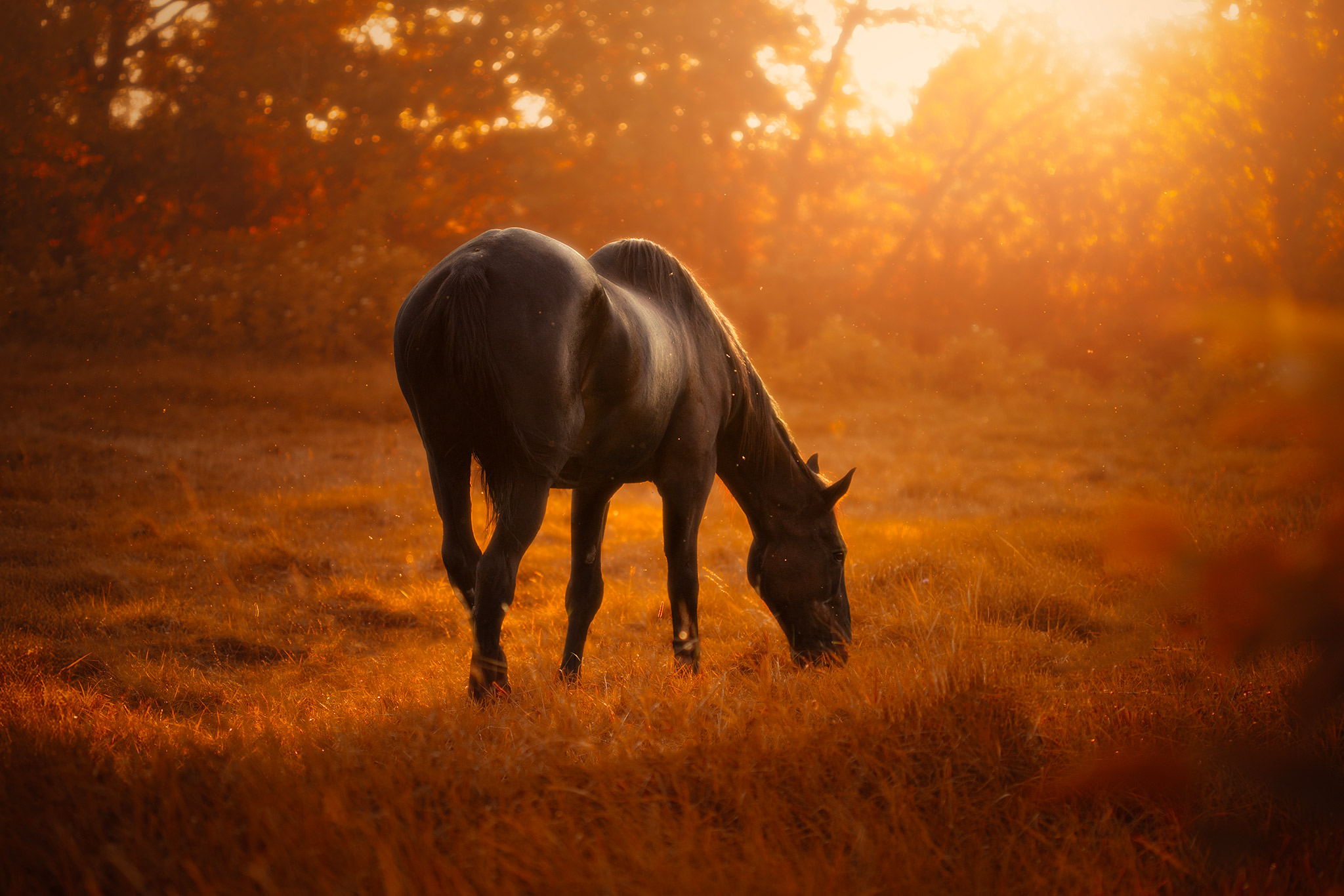 Cheval dans une lumière automnale