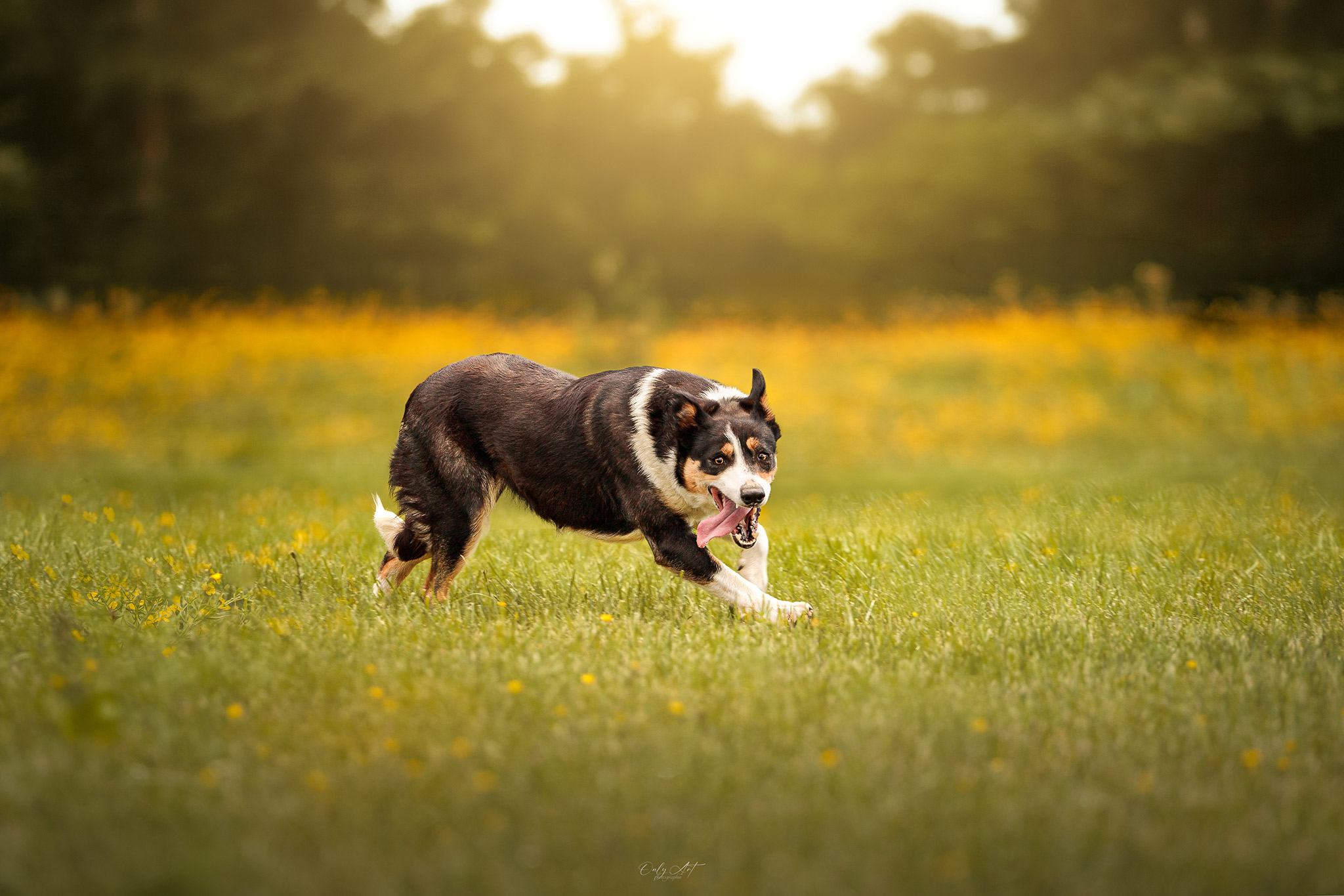 Jeune chien courant dans les feuilles