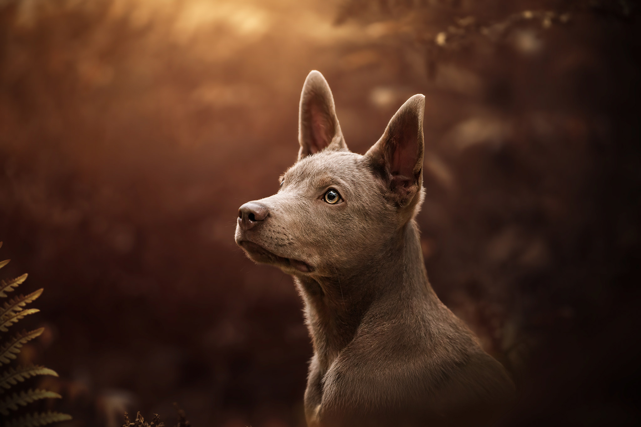 Chien dans la foret en automne