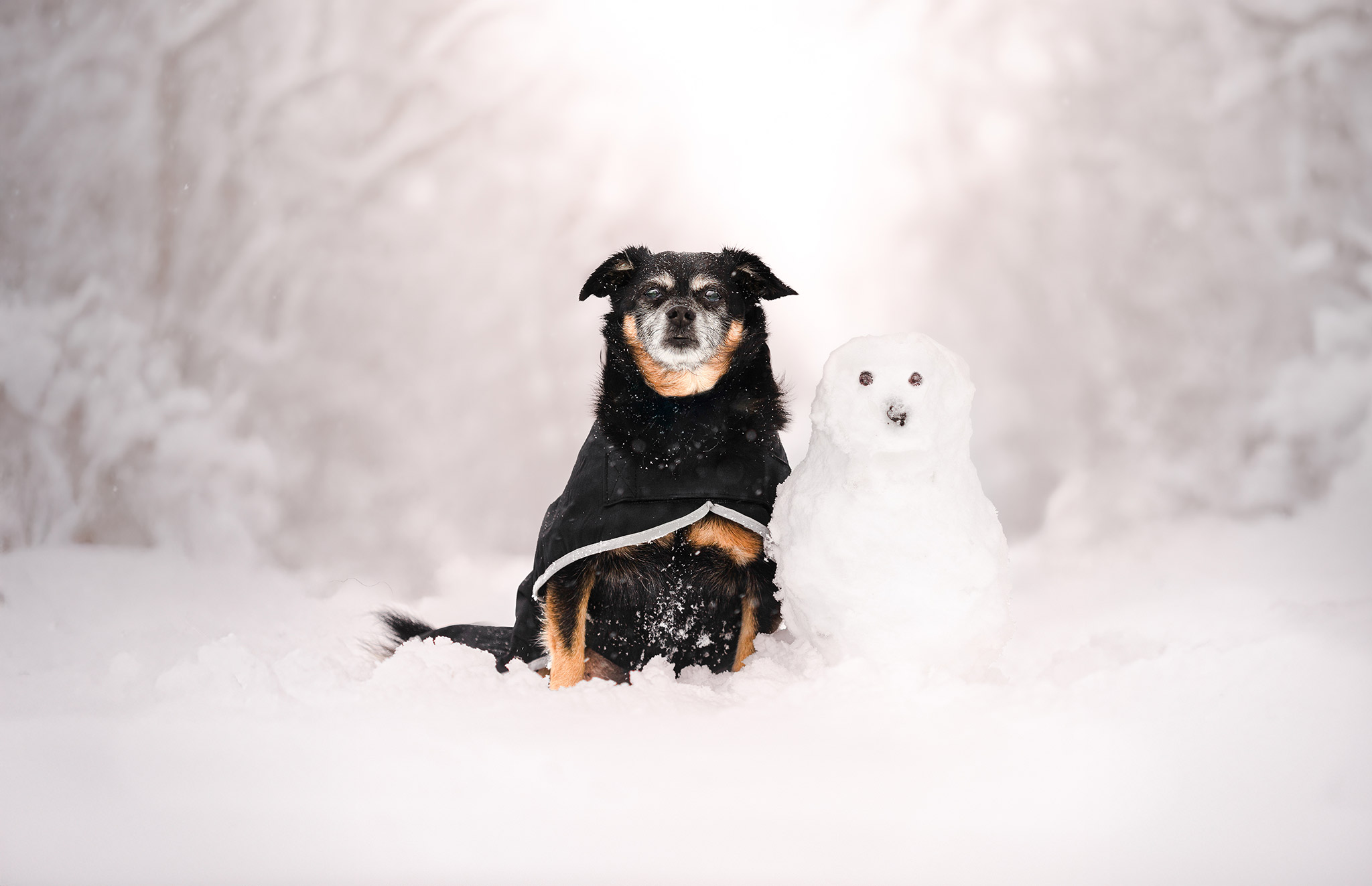 Chien dans la neige