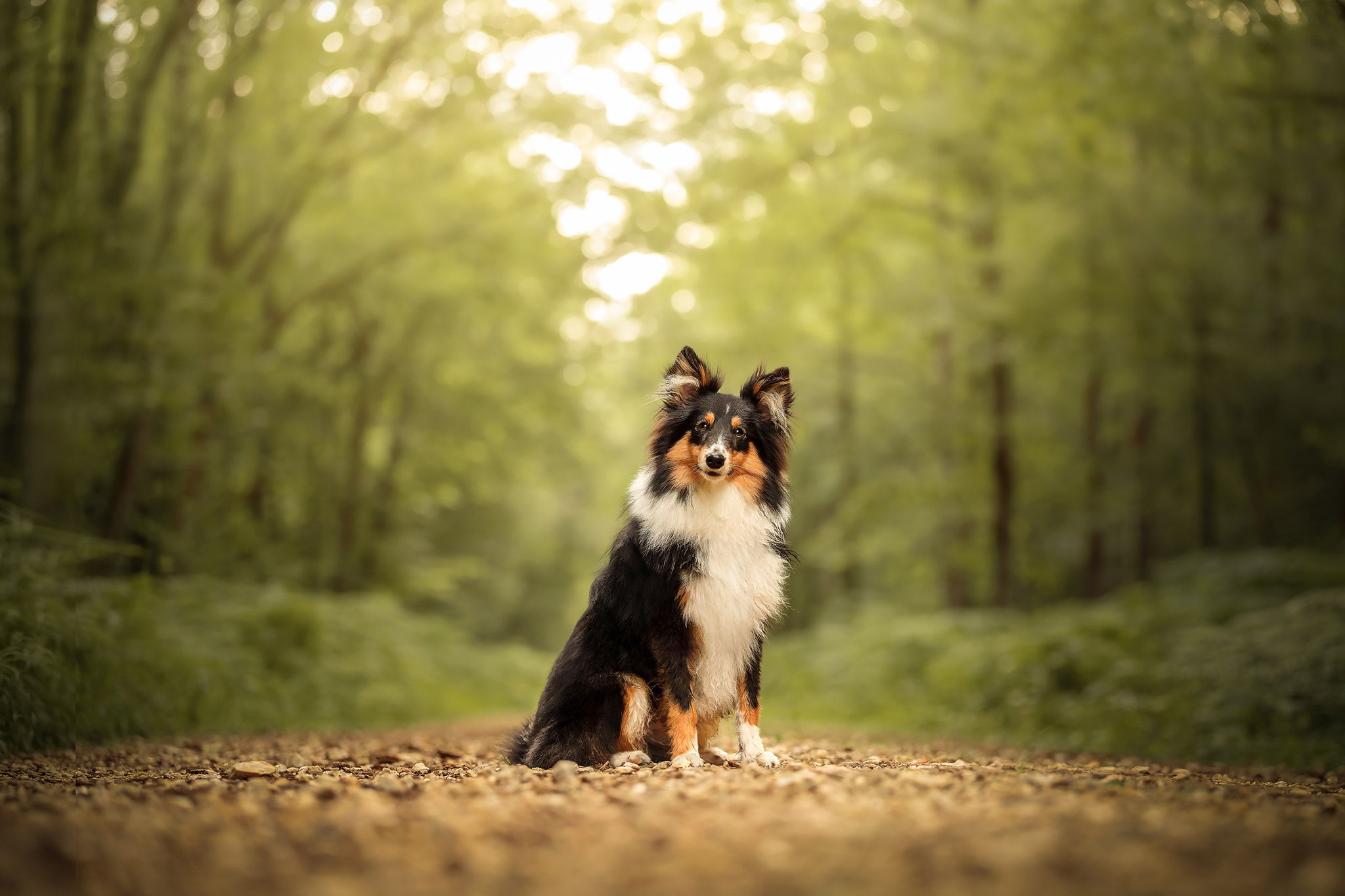 Chien assis en forêt