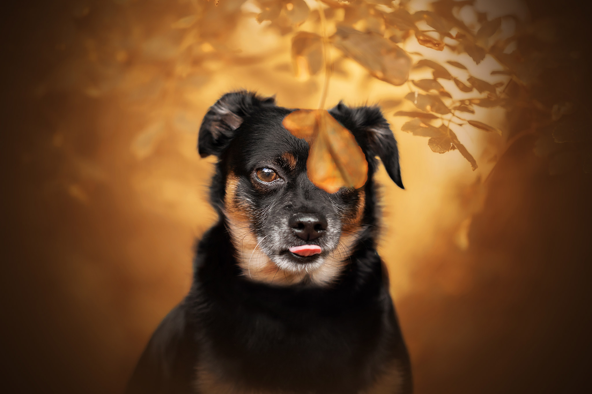 Photographie de chien