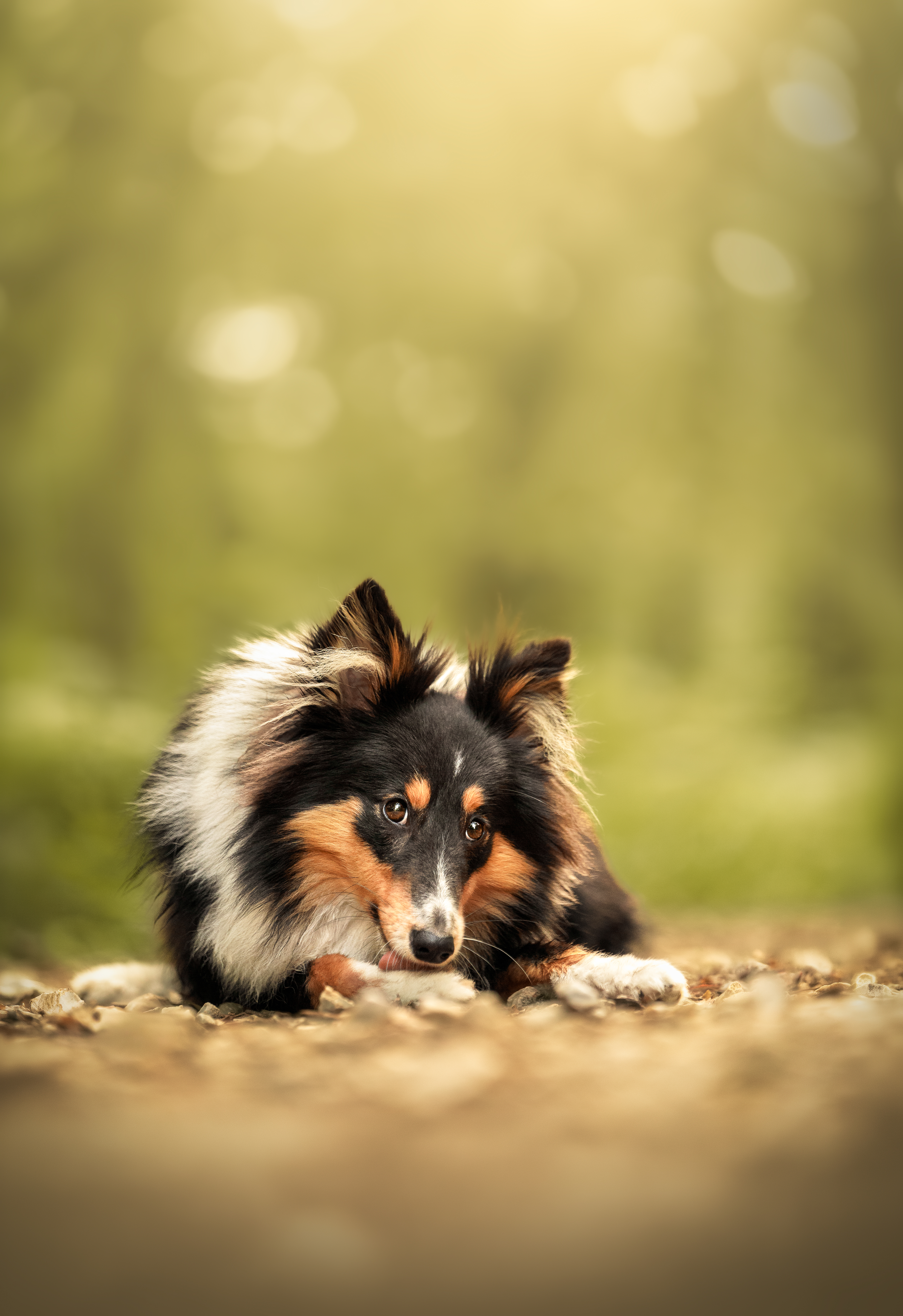 Photographie de chien