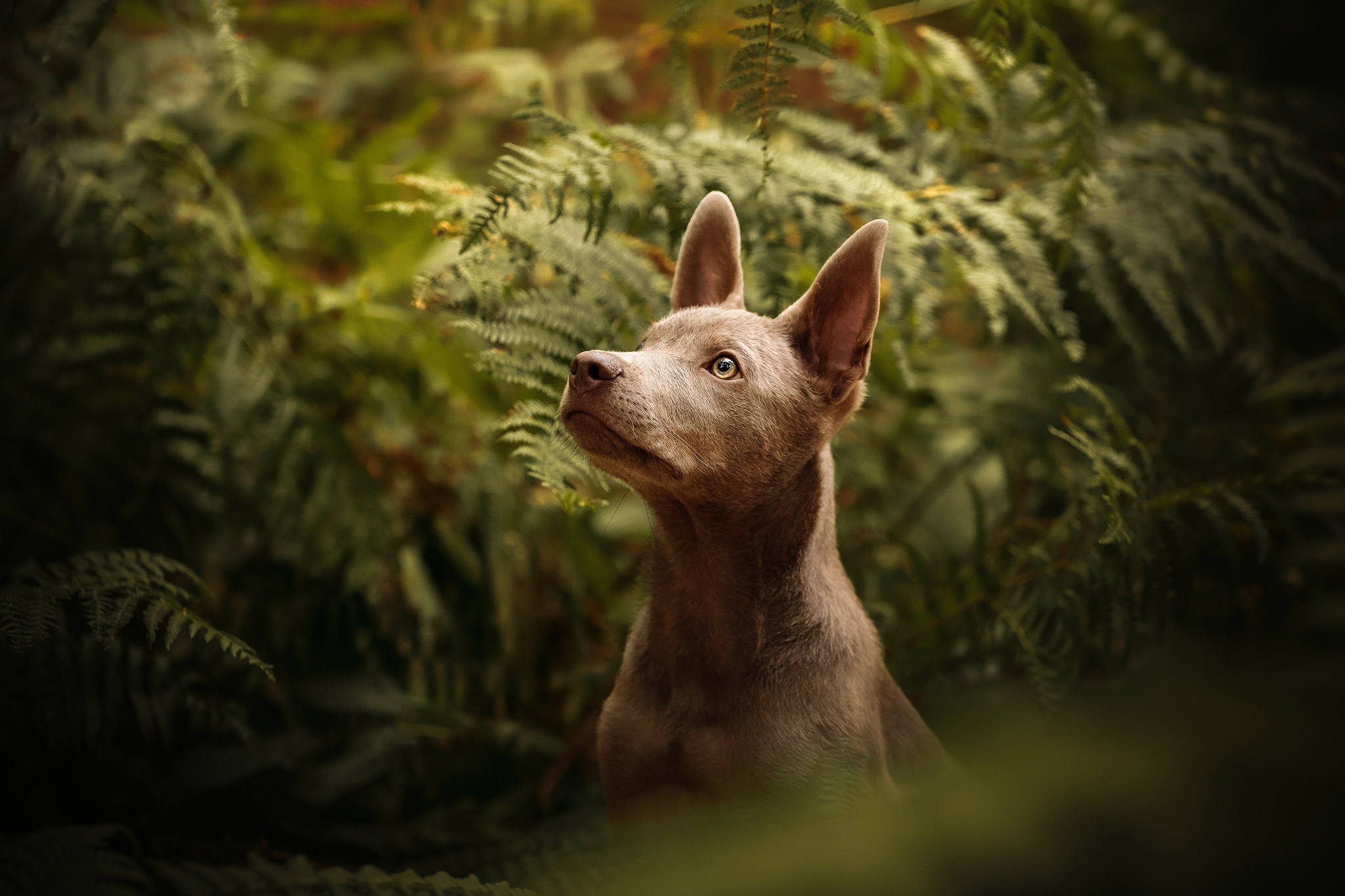 Photographie de chien