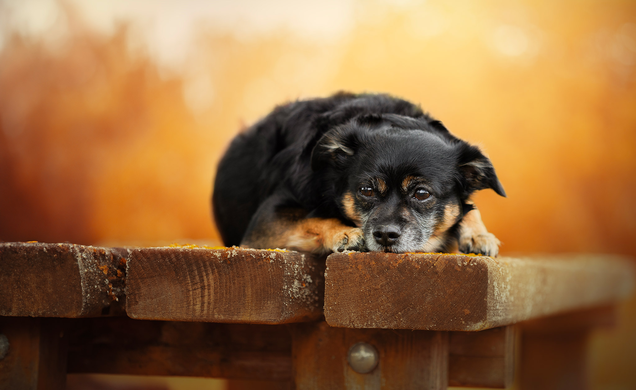 Chien allongé en lumière chaude