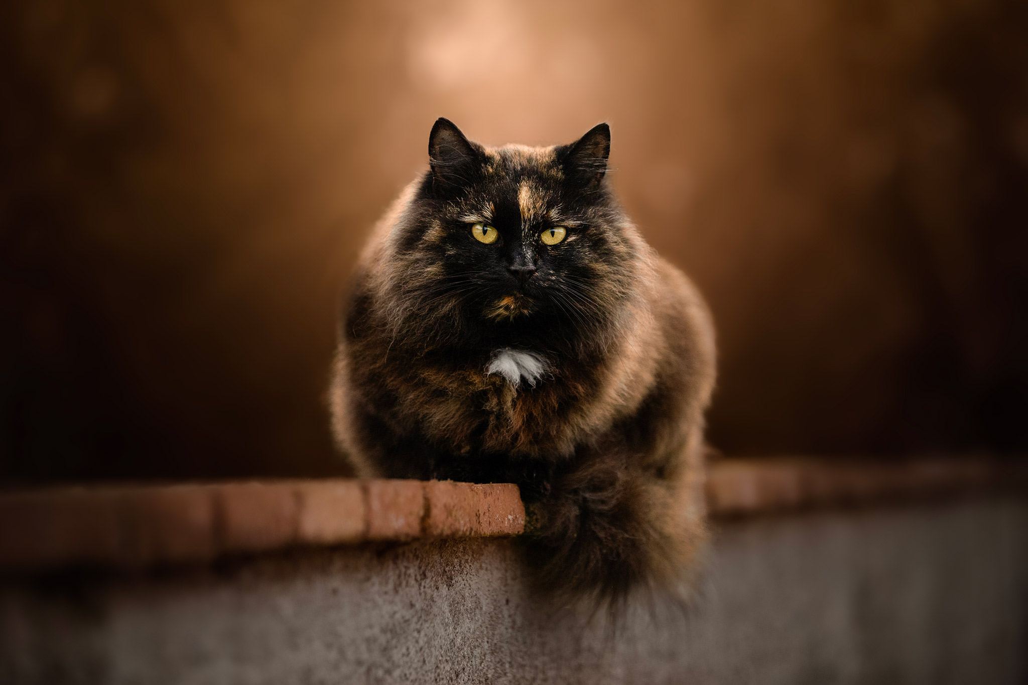 Portrait de chat en lumière chaude