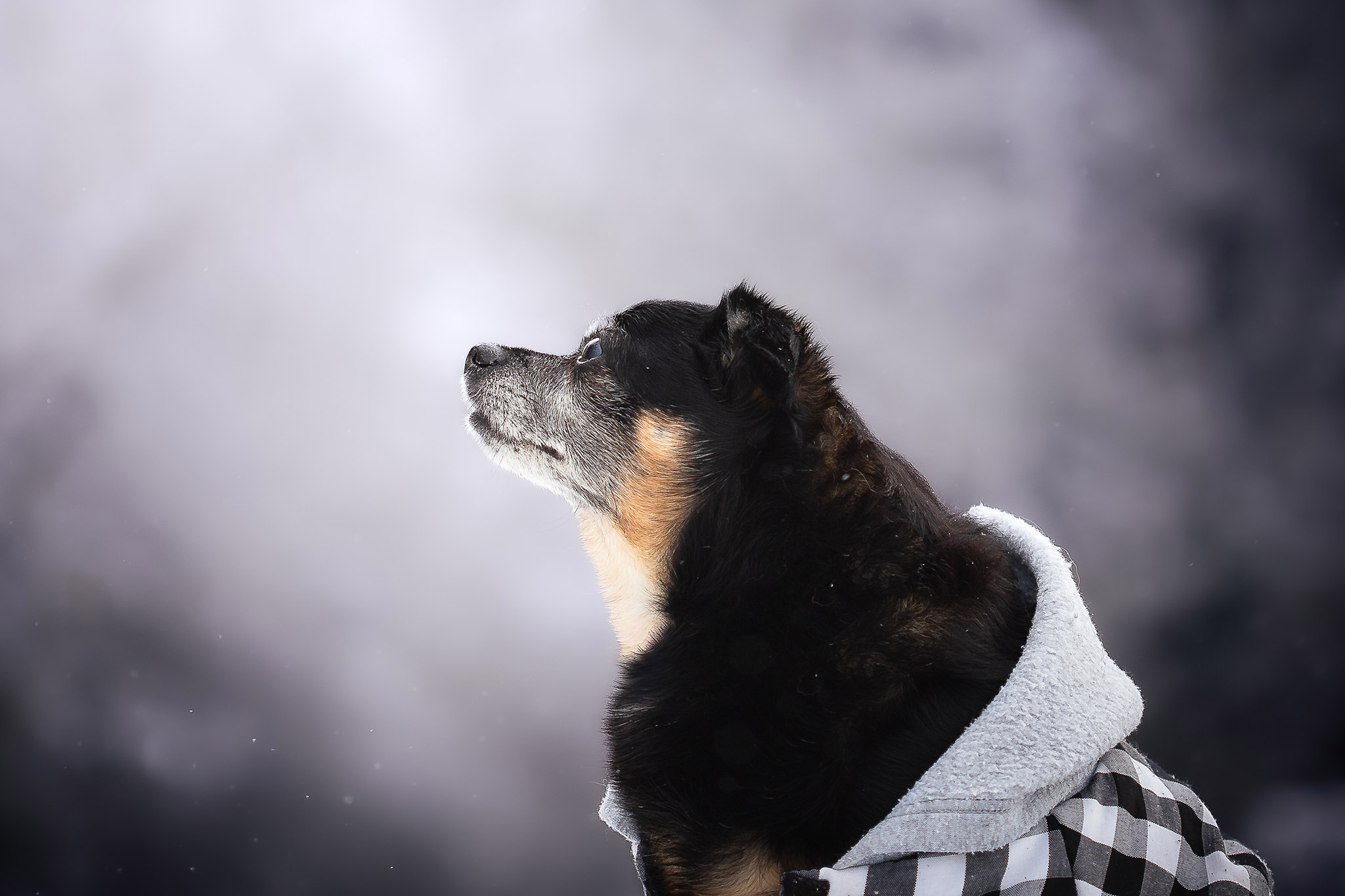 Portrait de chien en lumière douce