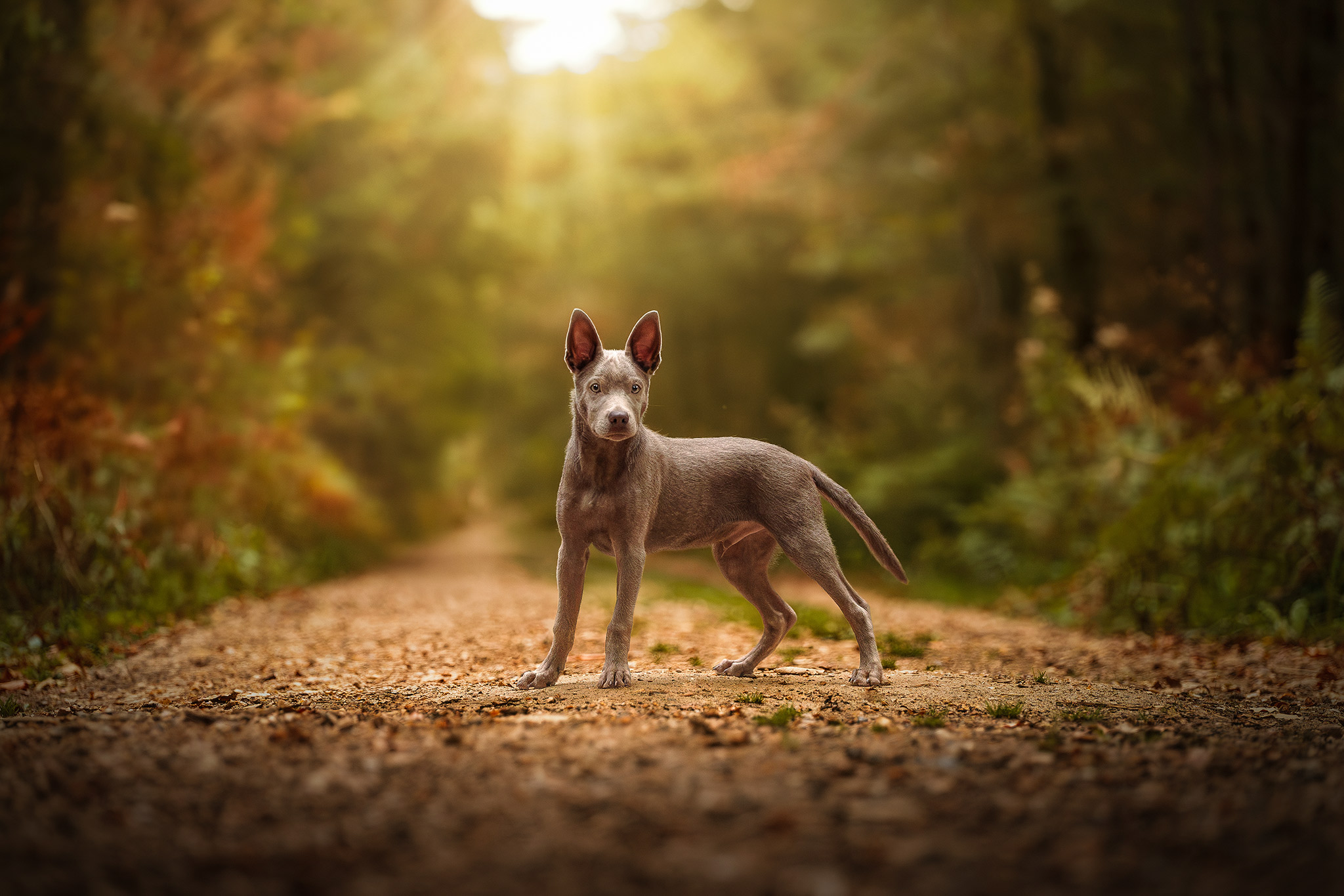 Photographie de chien