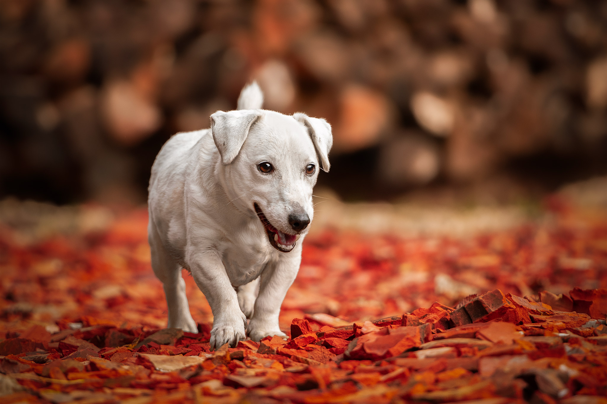 Photographie de chien