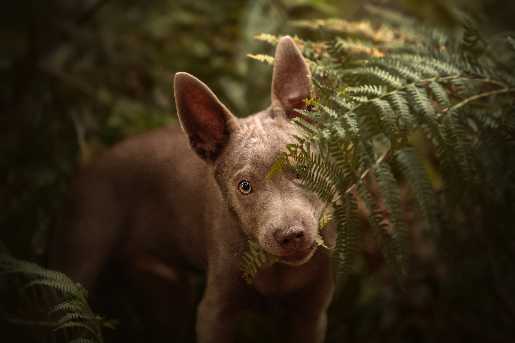 Chiot avec une fougère