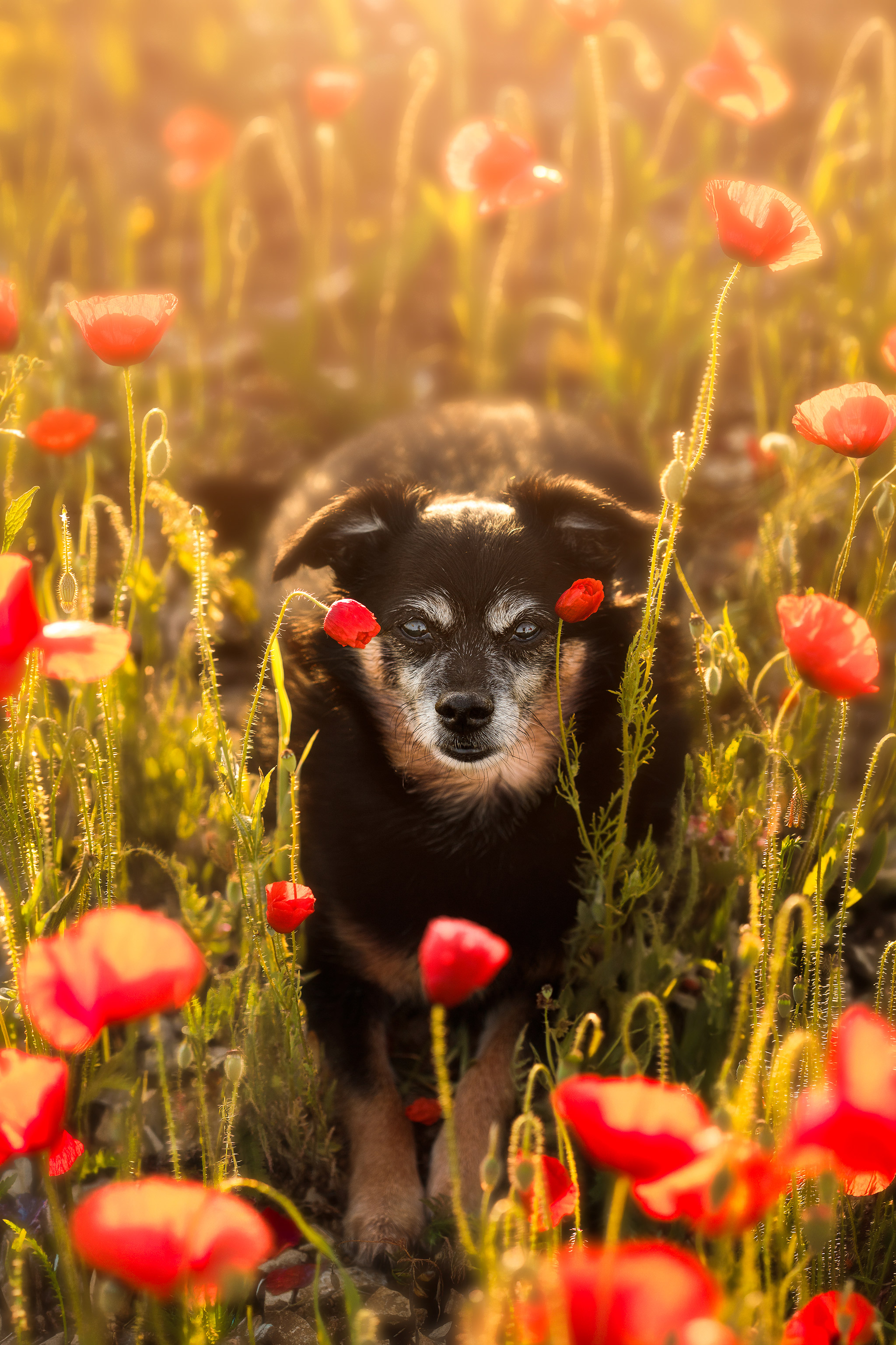 Portrait vertical de chien dans les coquelicots