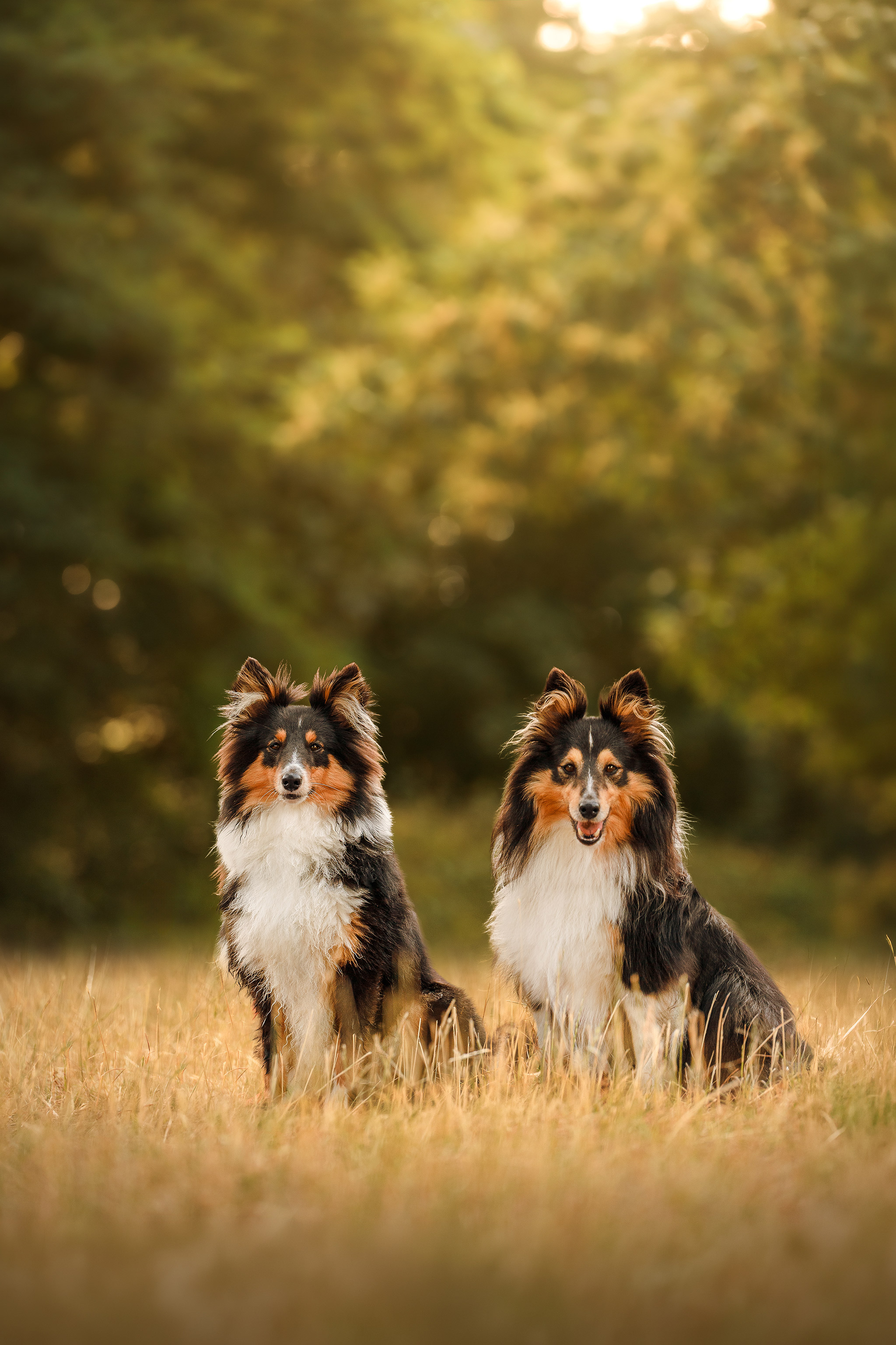 Deux chiens en extérieur