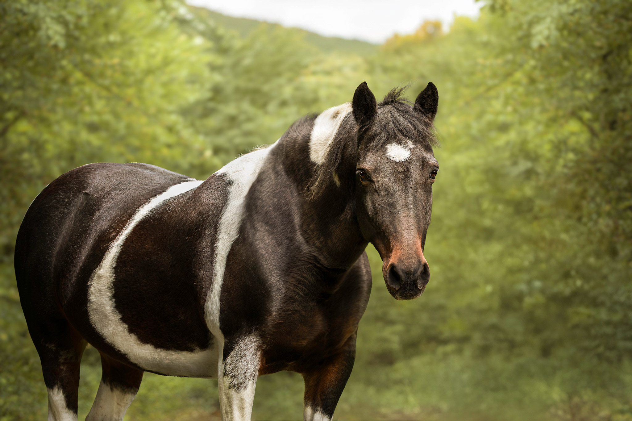 Cheval pie en extérieur