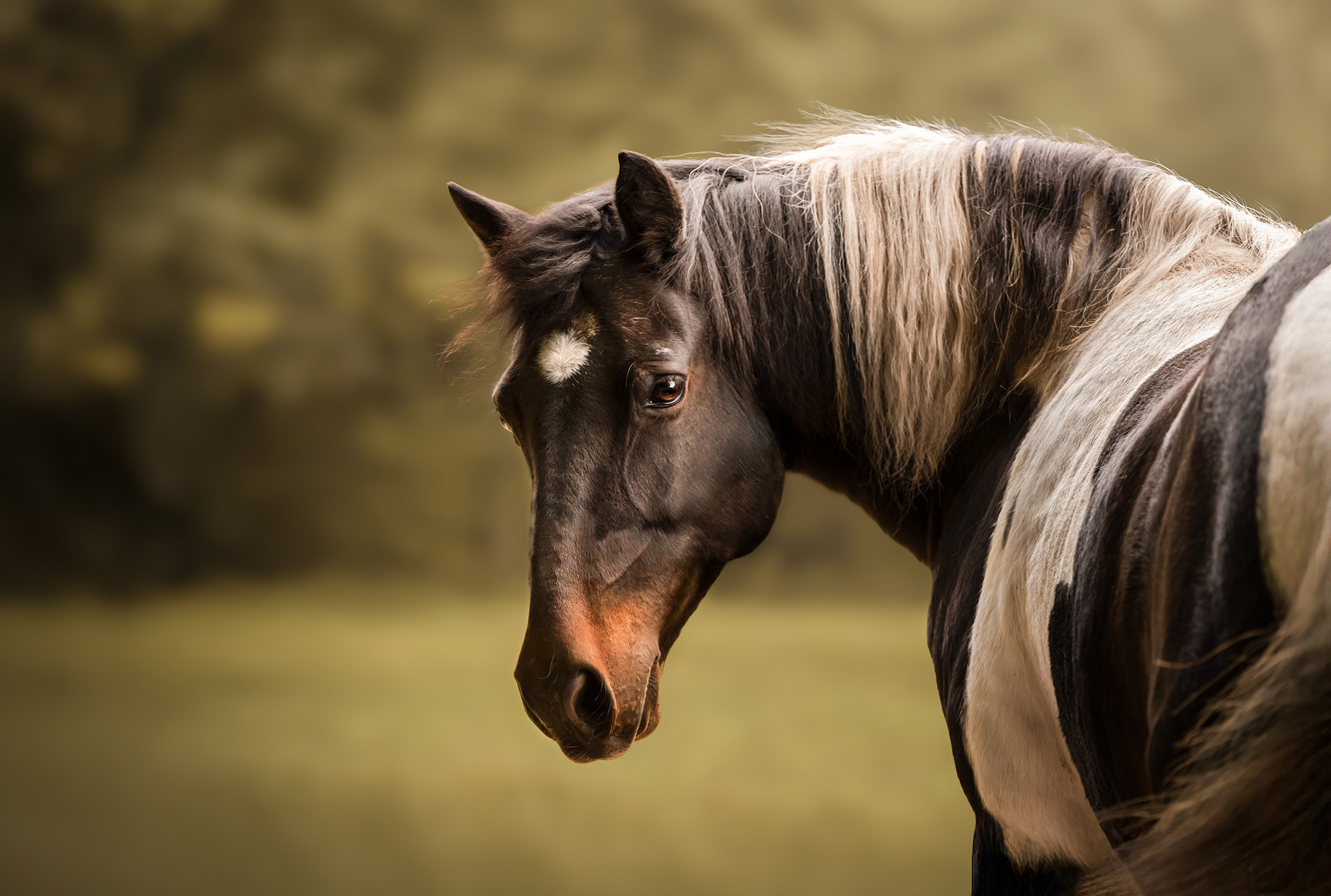 Portrait de cheval pie