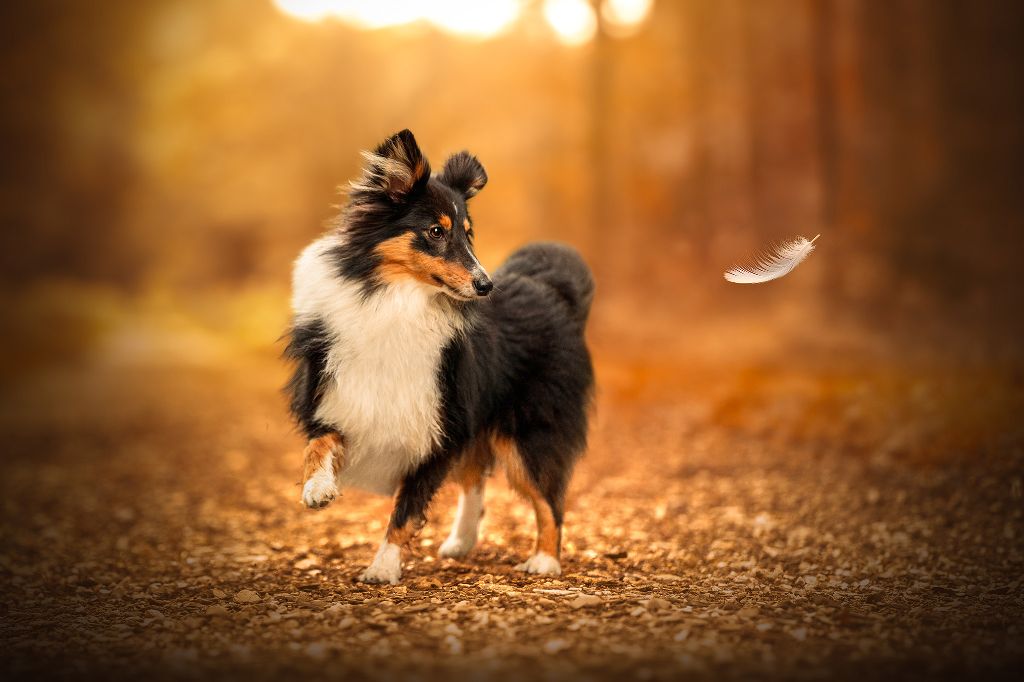 Photographie de chien