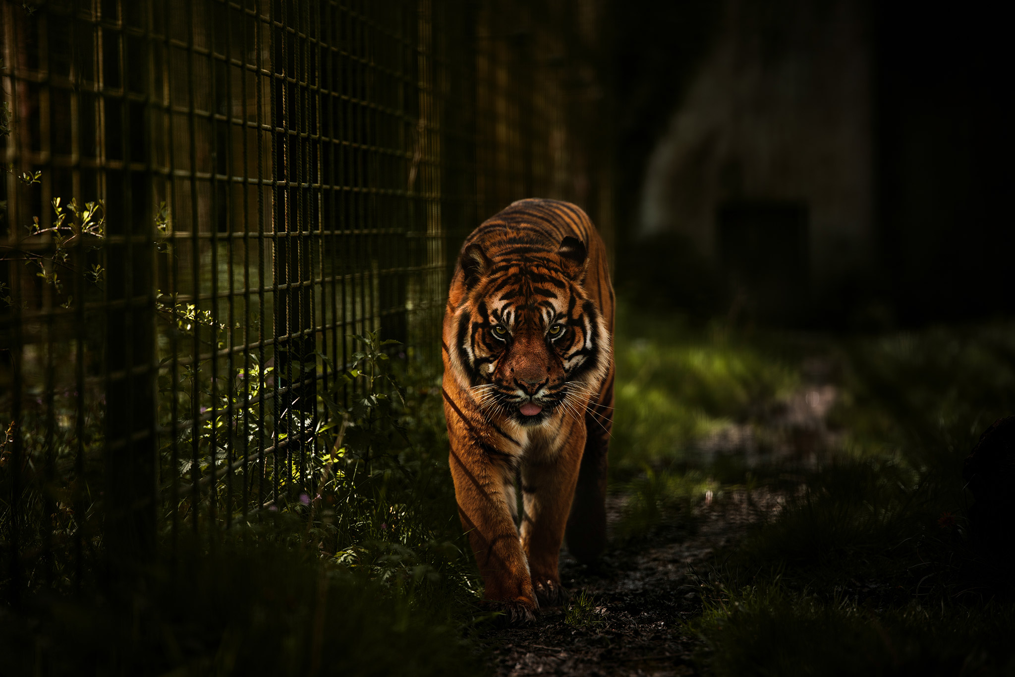 Portrait animalier de tigre