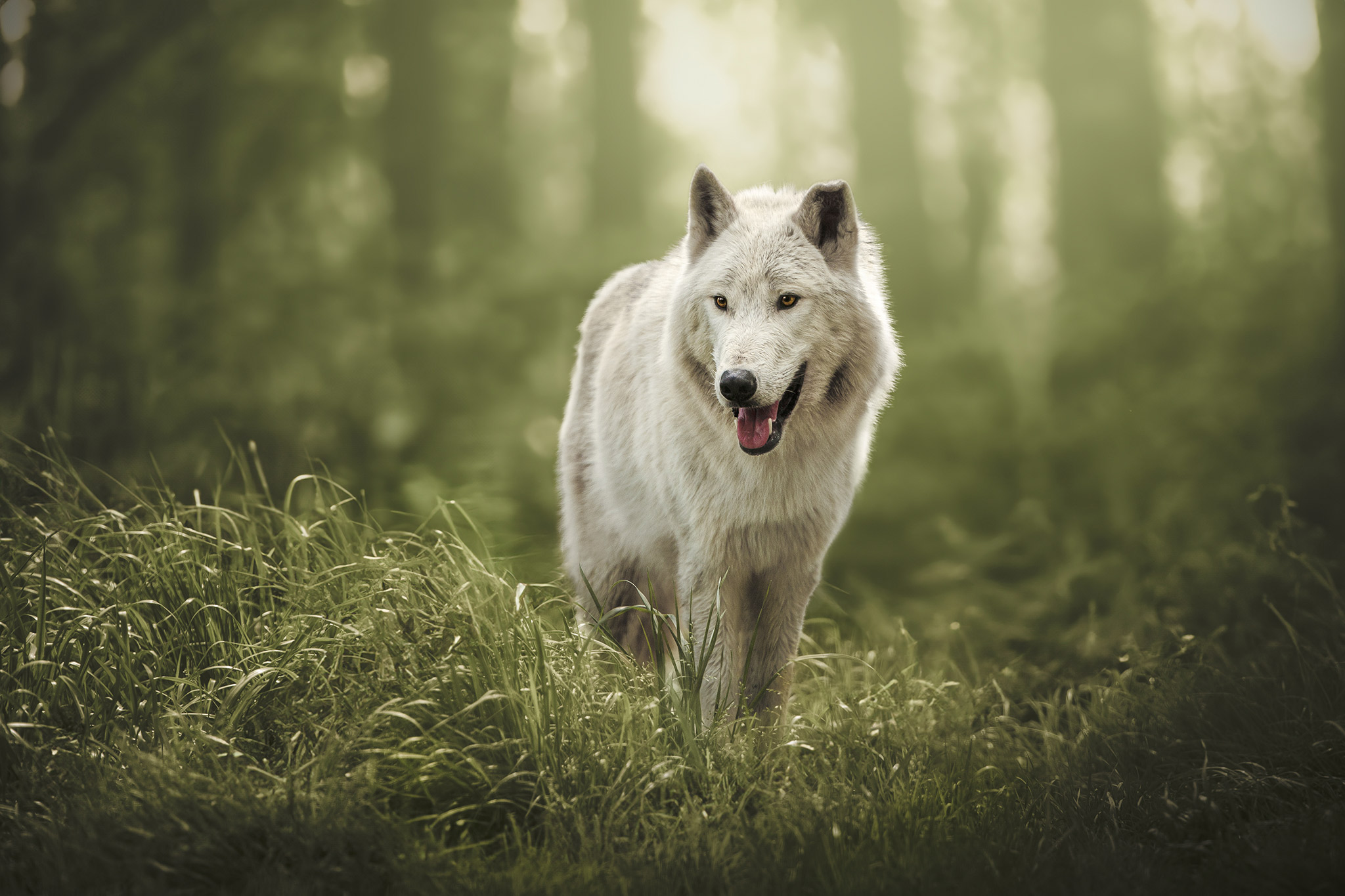 Loup blanc en forêt