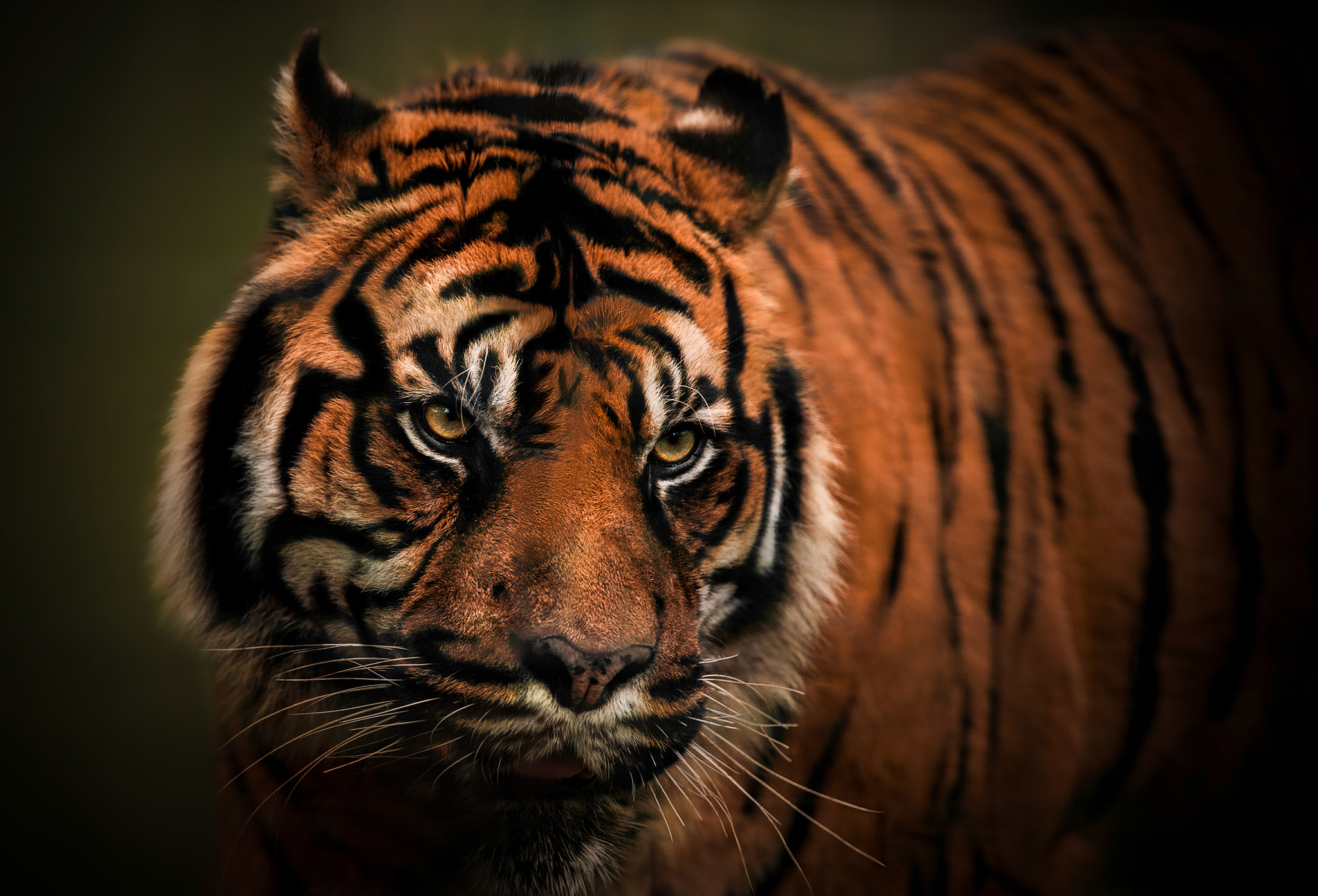 Portrait de tigre