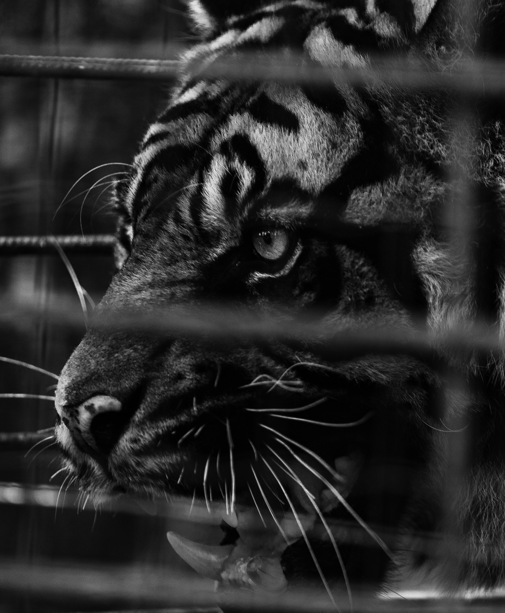 Portrait de tigre en noir et blanc