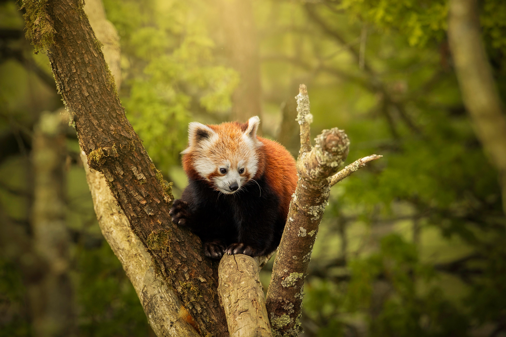 Petit panda roux dans un arbre