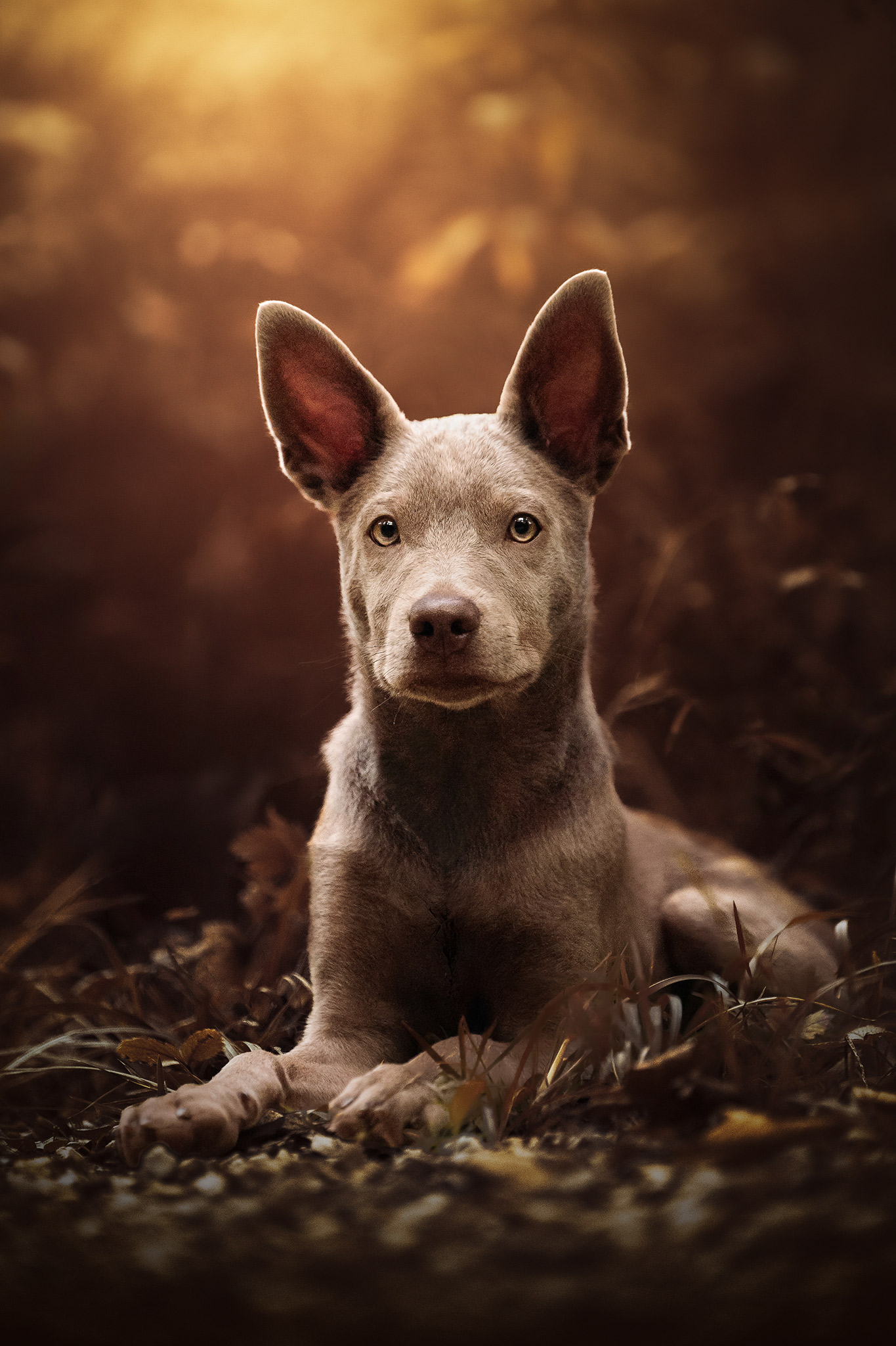 Collection Évolution — suivi photographique du chiot pendant sa première année