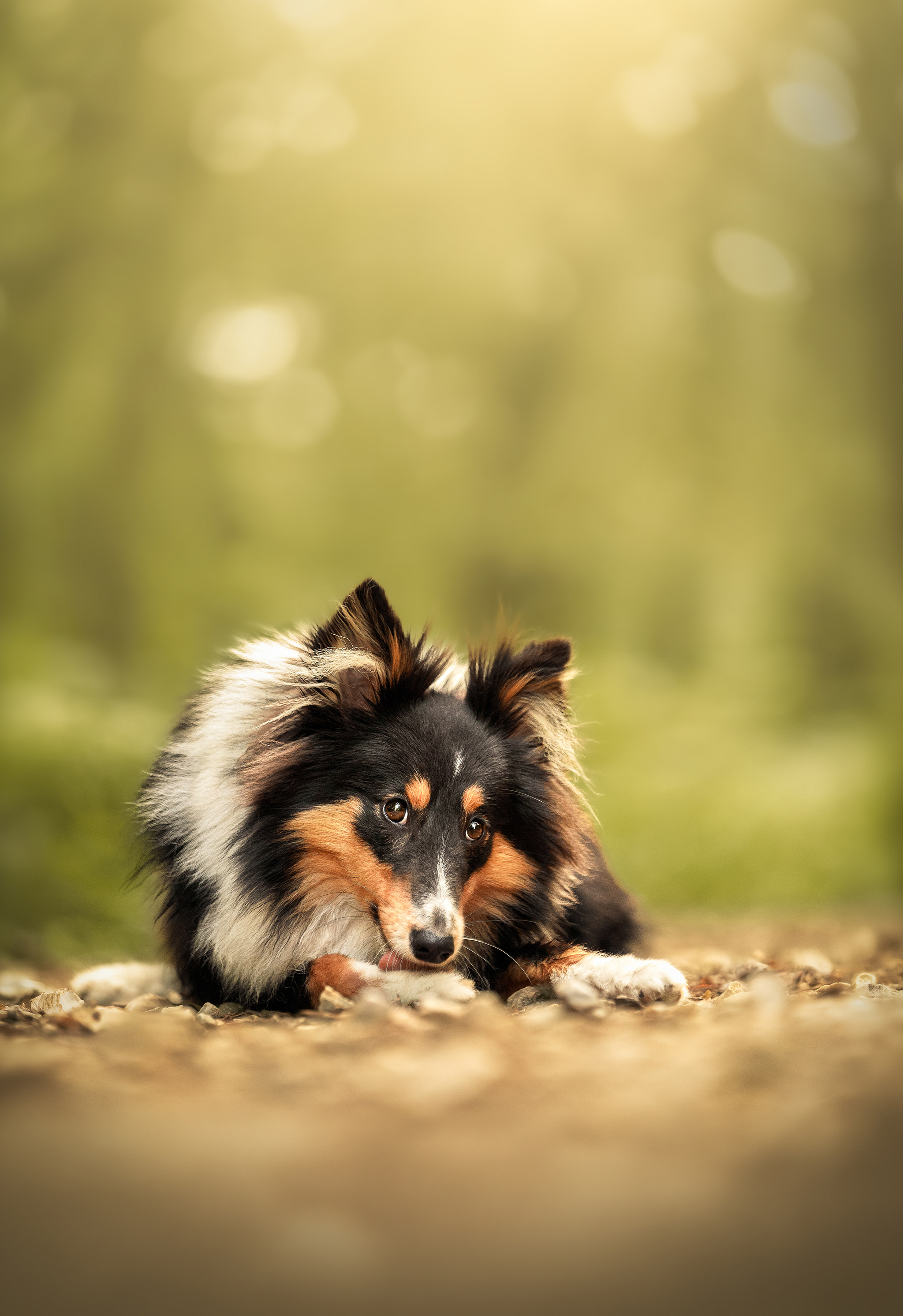 Photographie animalière respectueuse du caractère de votre animal