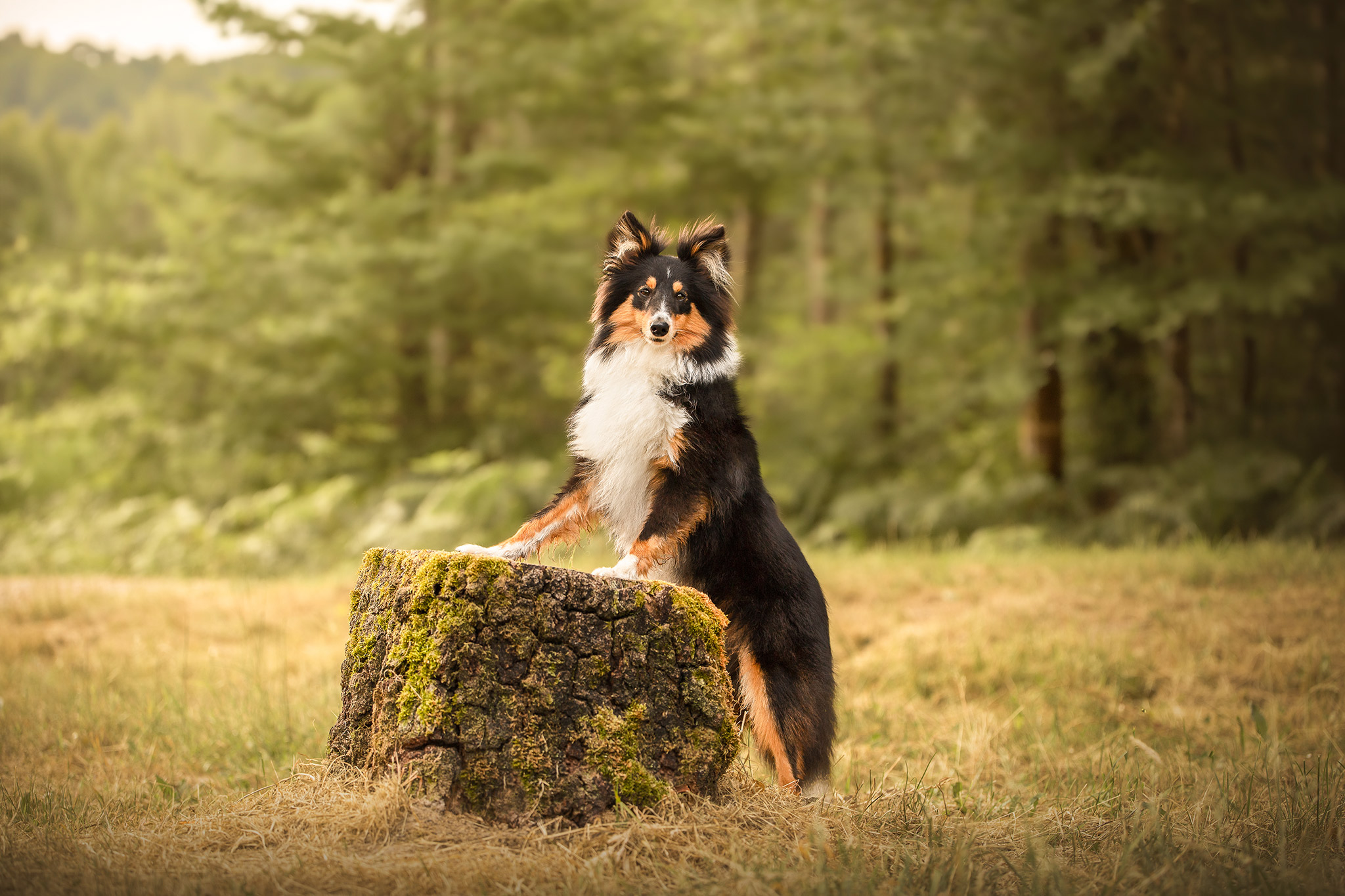 Séance de photographie animalière personnalisée dans le Cher