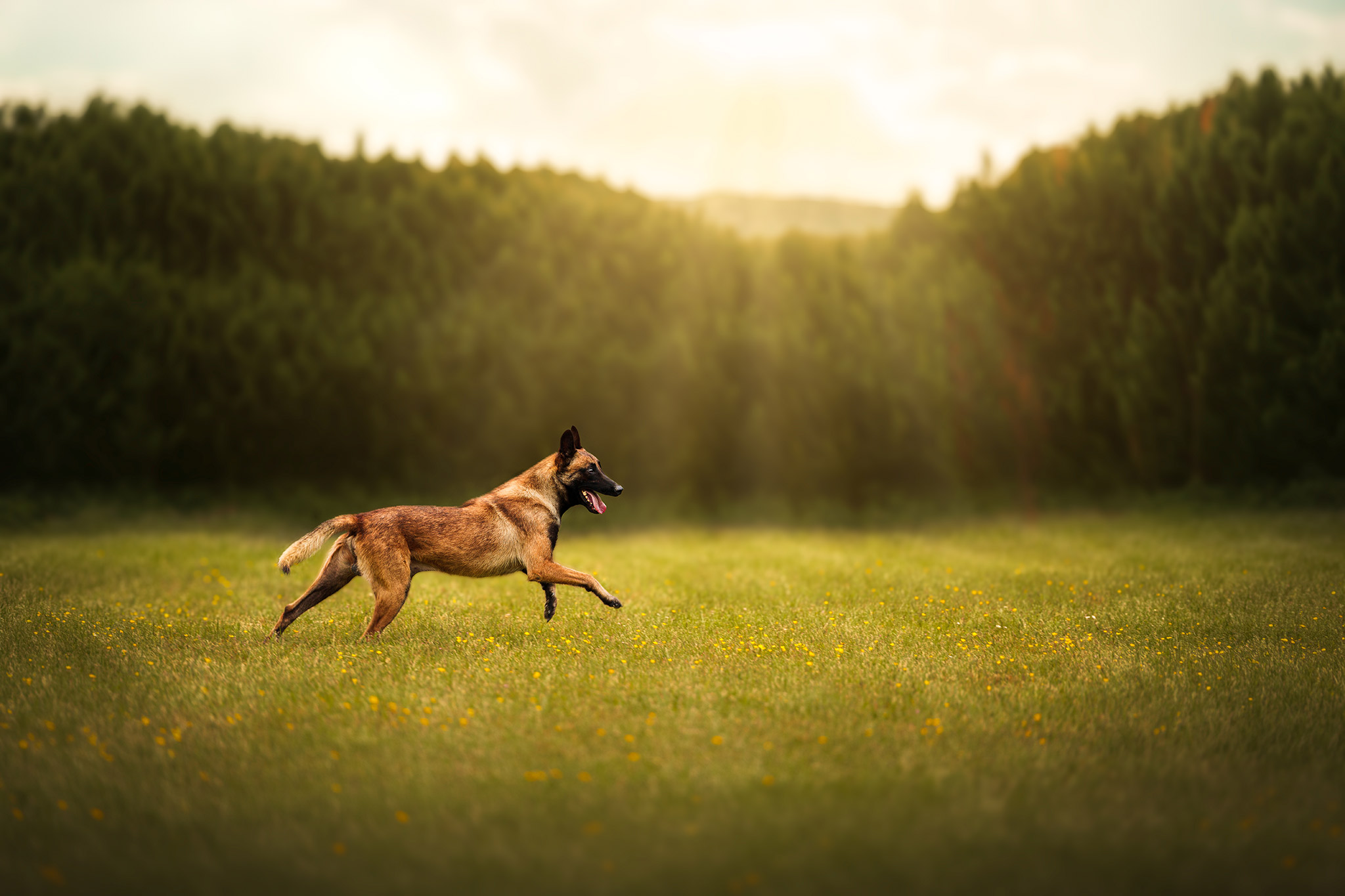 Photographie pour votre projet — Only Art Photographie