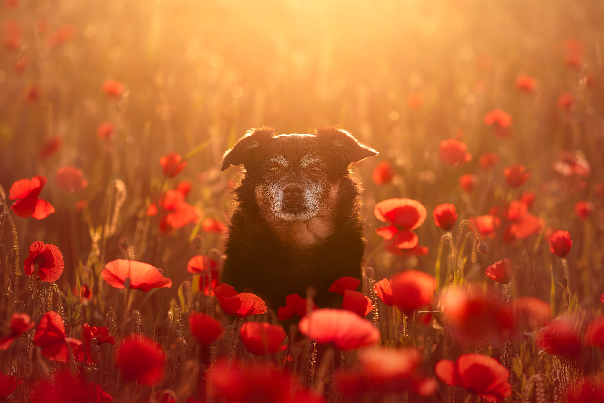 Photographie artistique d’un animal — Only Art Photographie