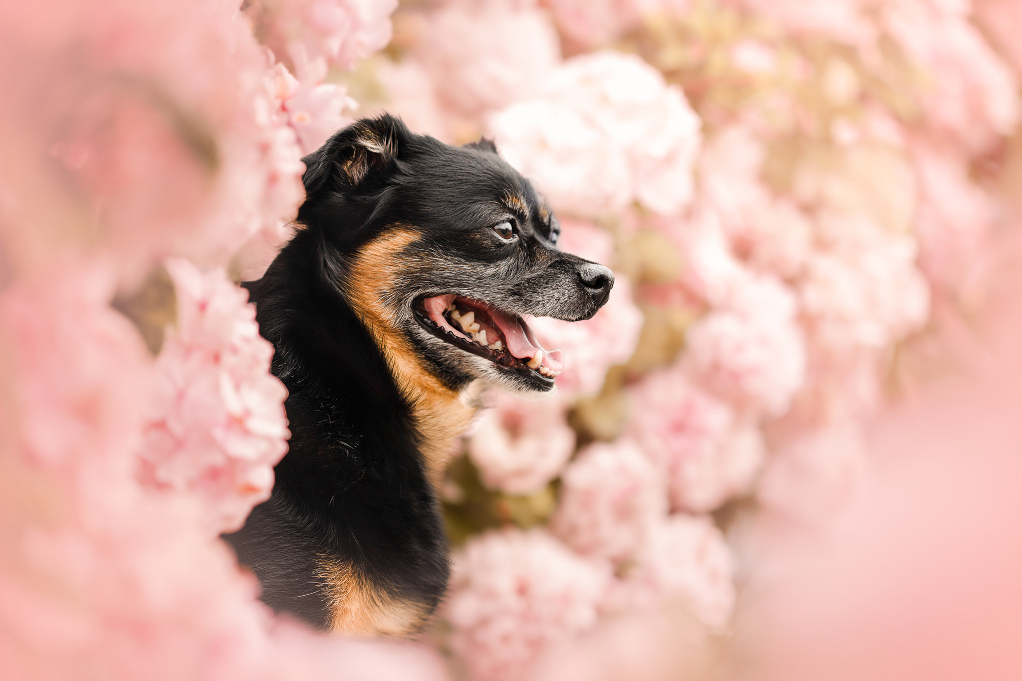 Photographie de chien, cheval ou chat dans le Cher