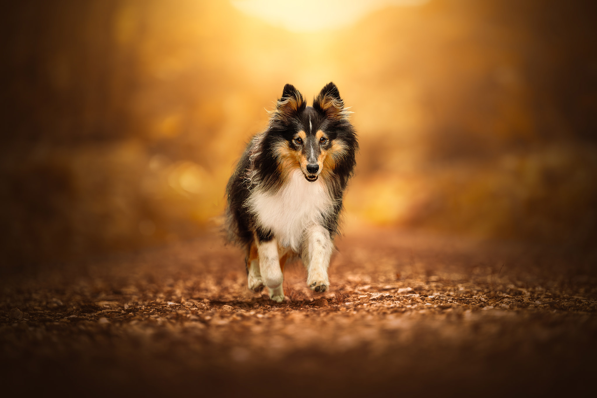 Photographie animalière dans le Cher — Only Art Photographie